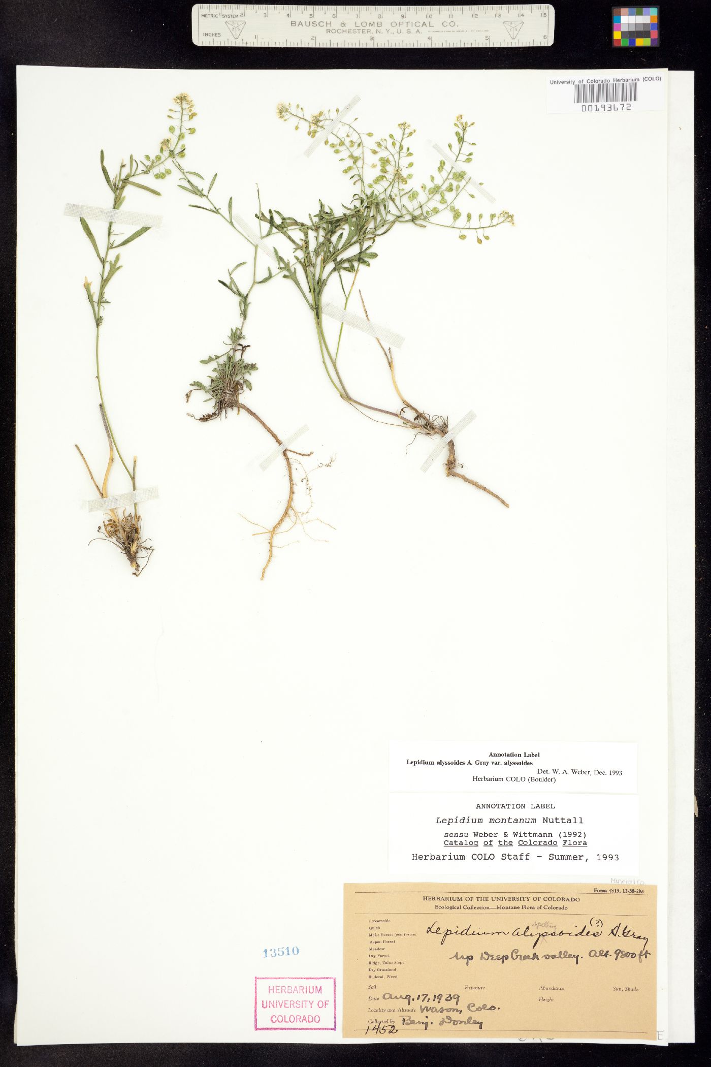 Lepidium alyssoides image