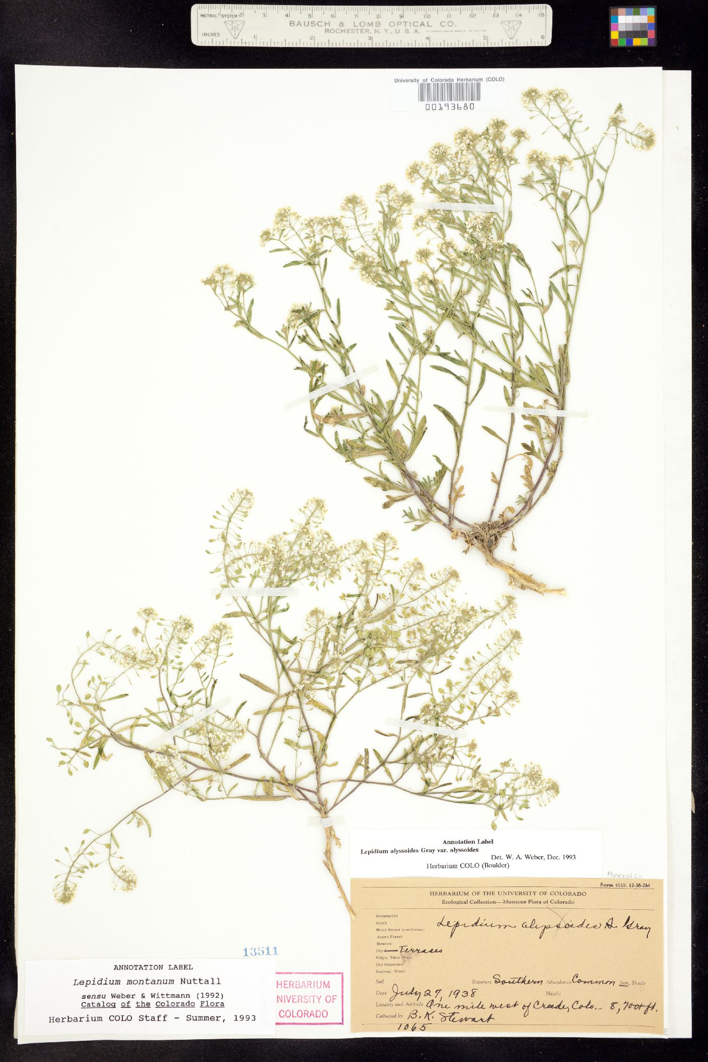 Lepidium alyssoides image