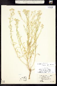 Lepidium alyssoides var. alyssoides image