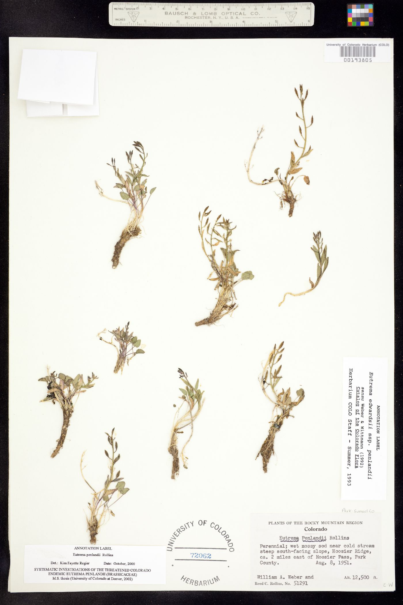 Eutrema edwardsii image