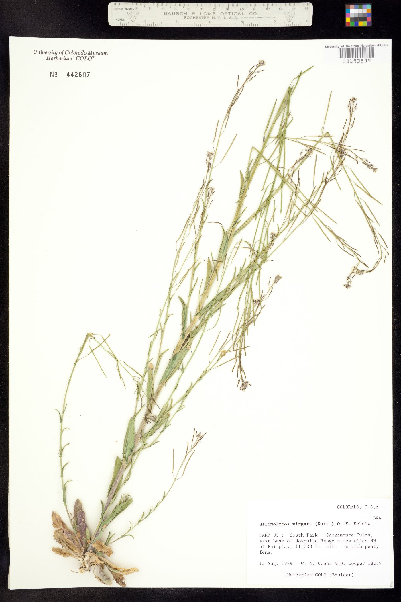 Transberingia bursifolia ssp. virgata image