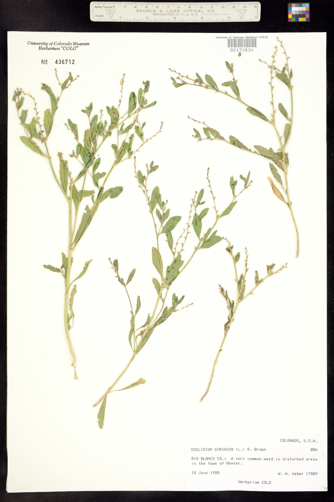 Euclidium syriacum image