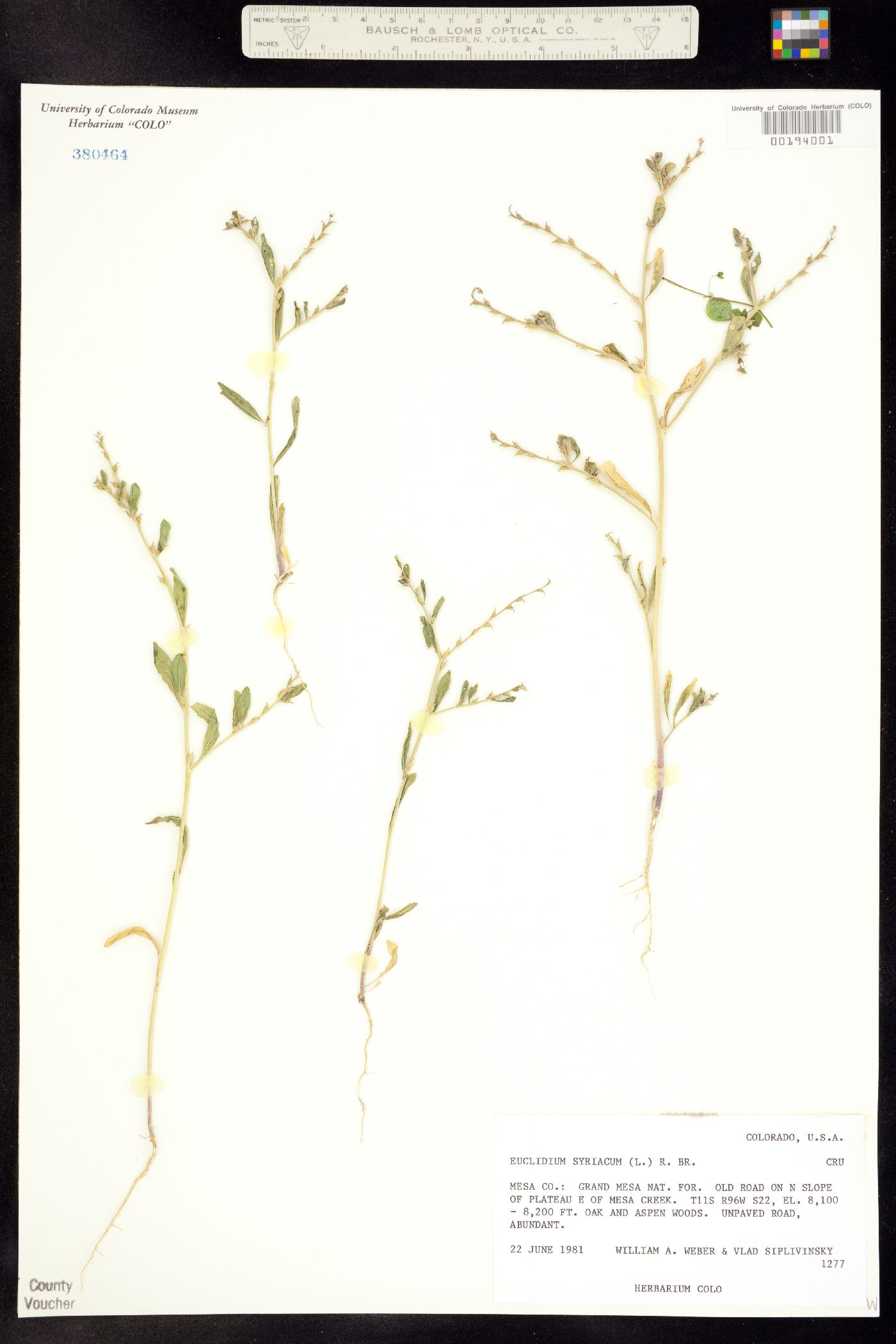 Euclidium syriacum image