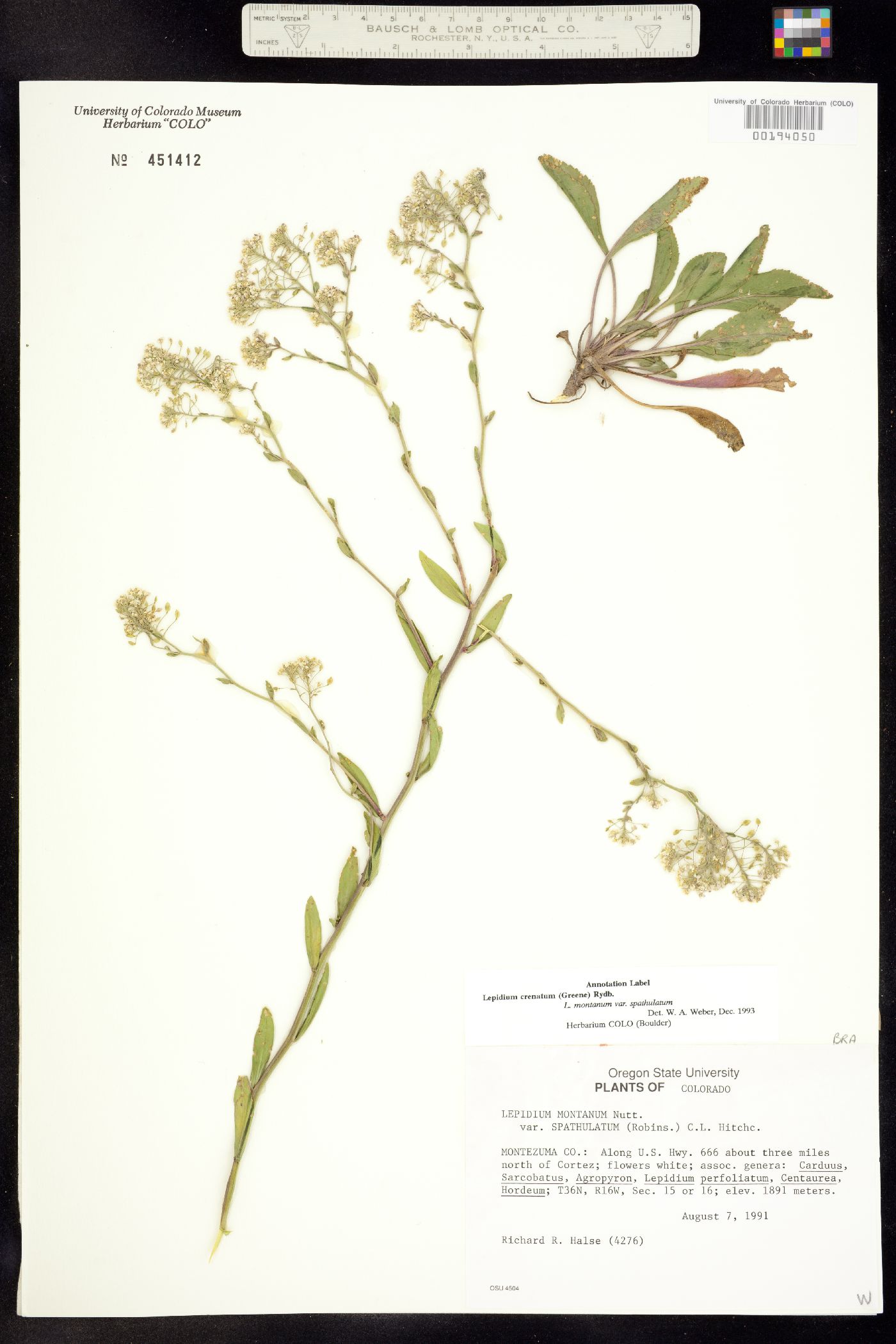 Lepidium image