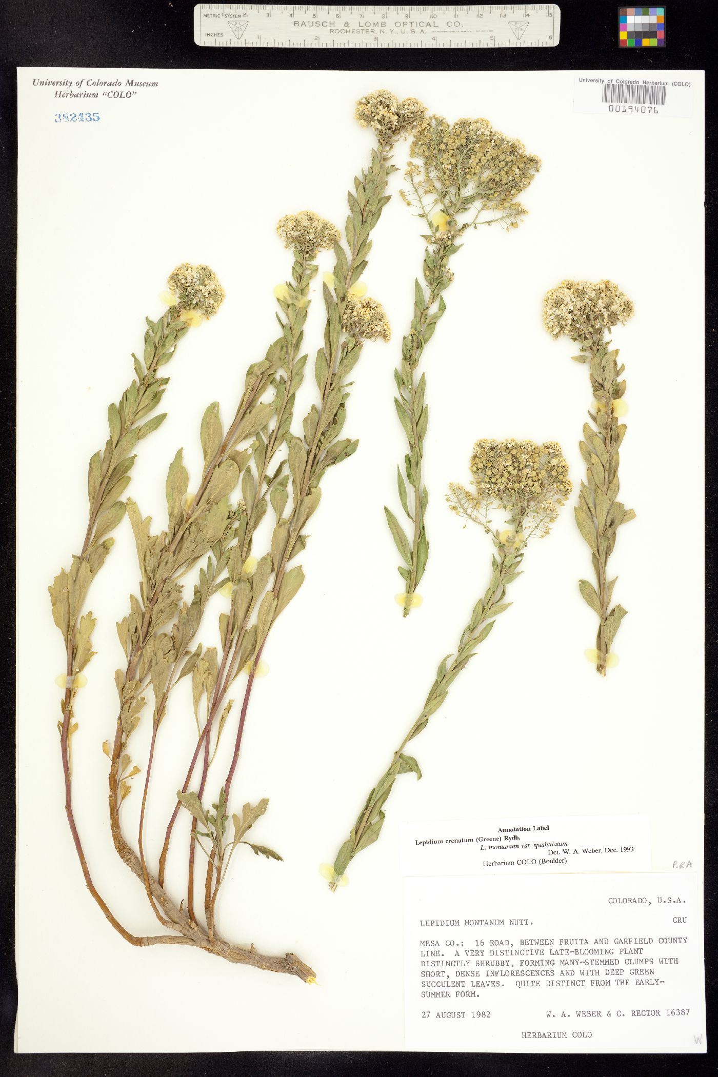 Lepidium crenatum image