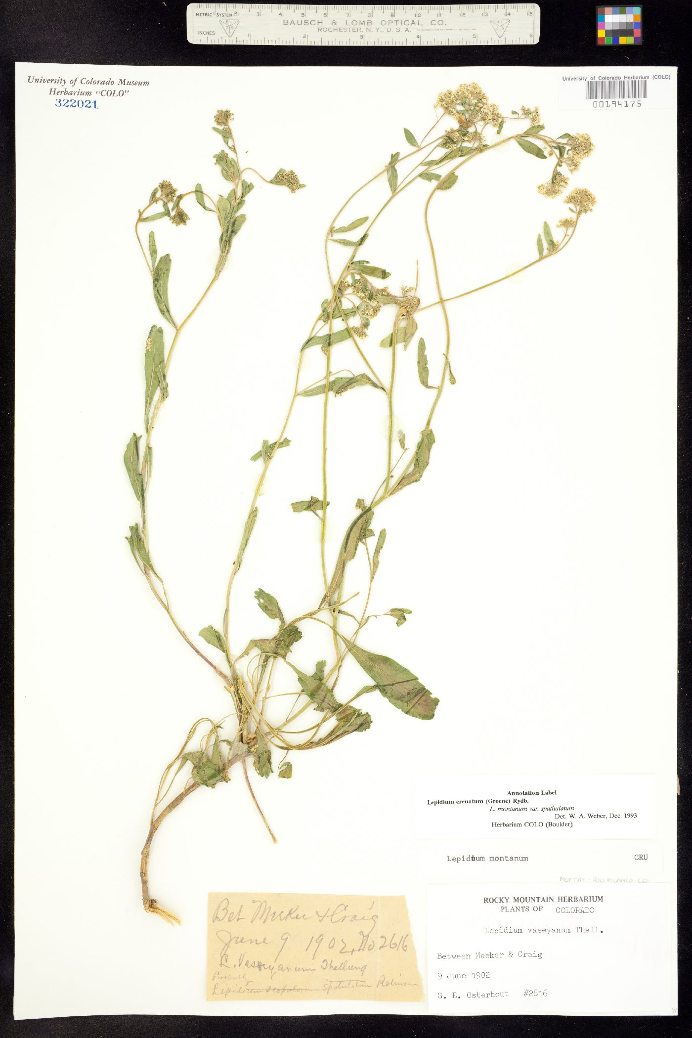 Lepidium crenatum image