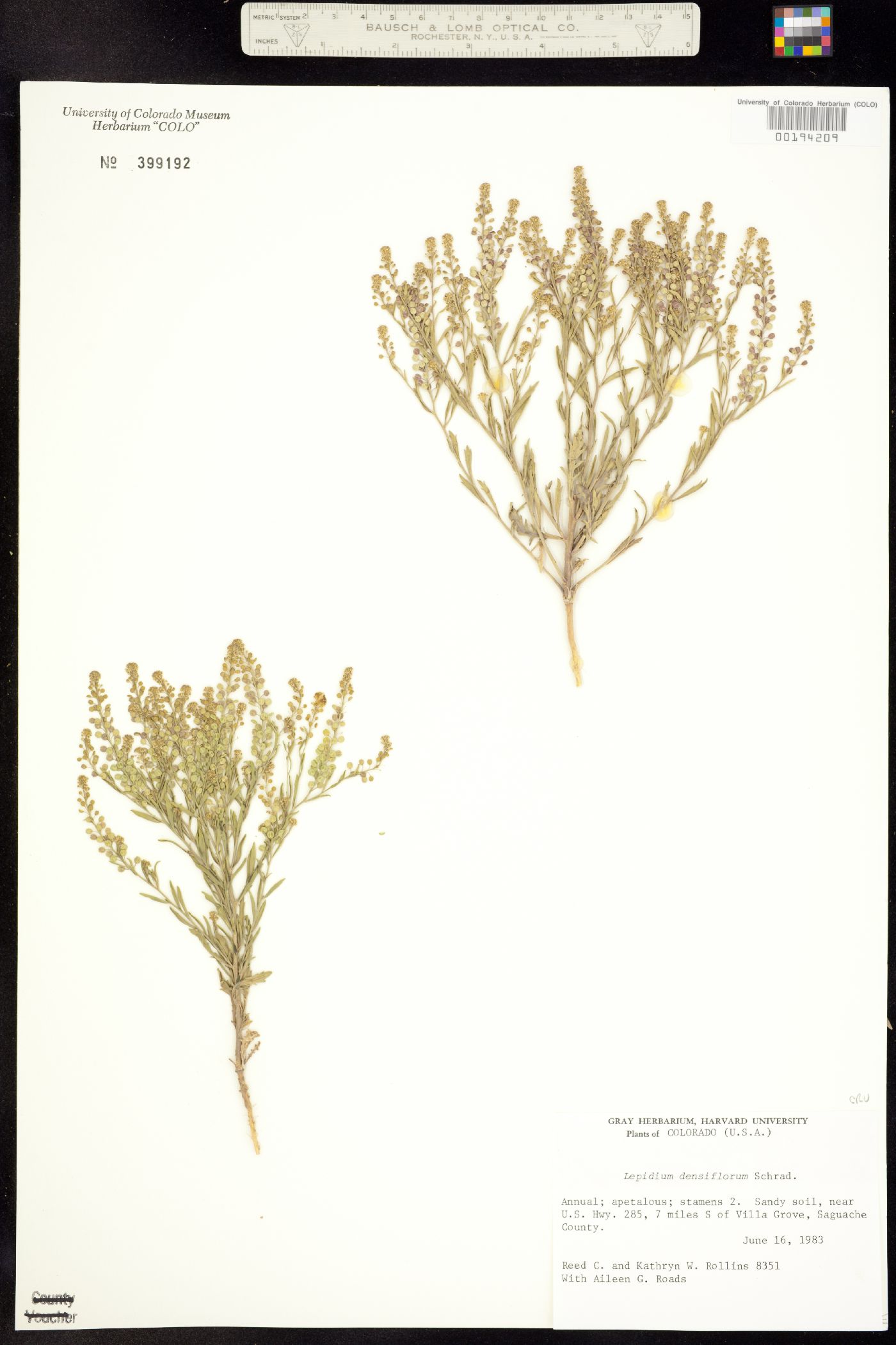 Lepidium densiflorum image
