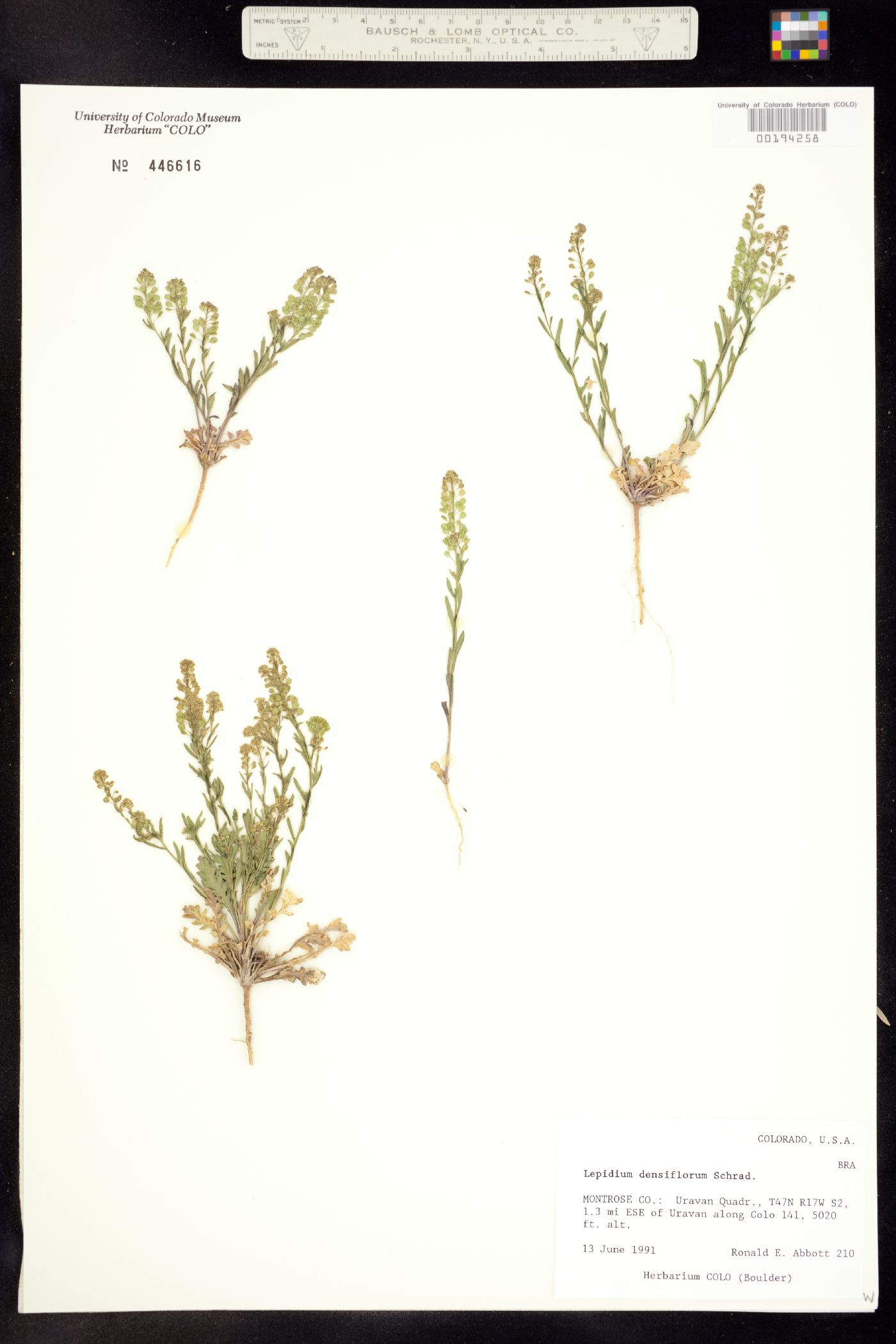 Lepidium densiflorum image