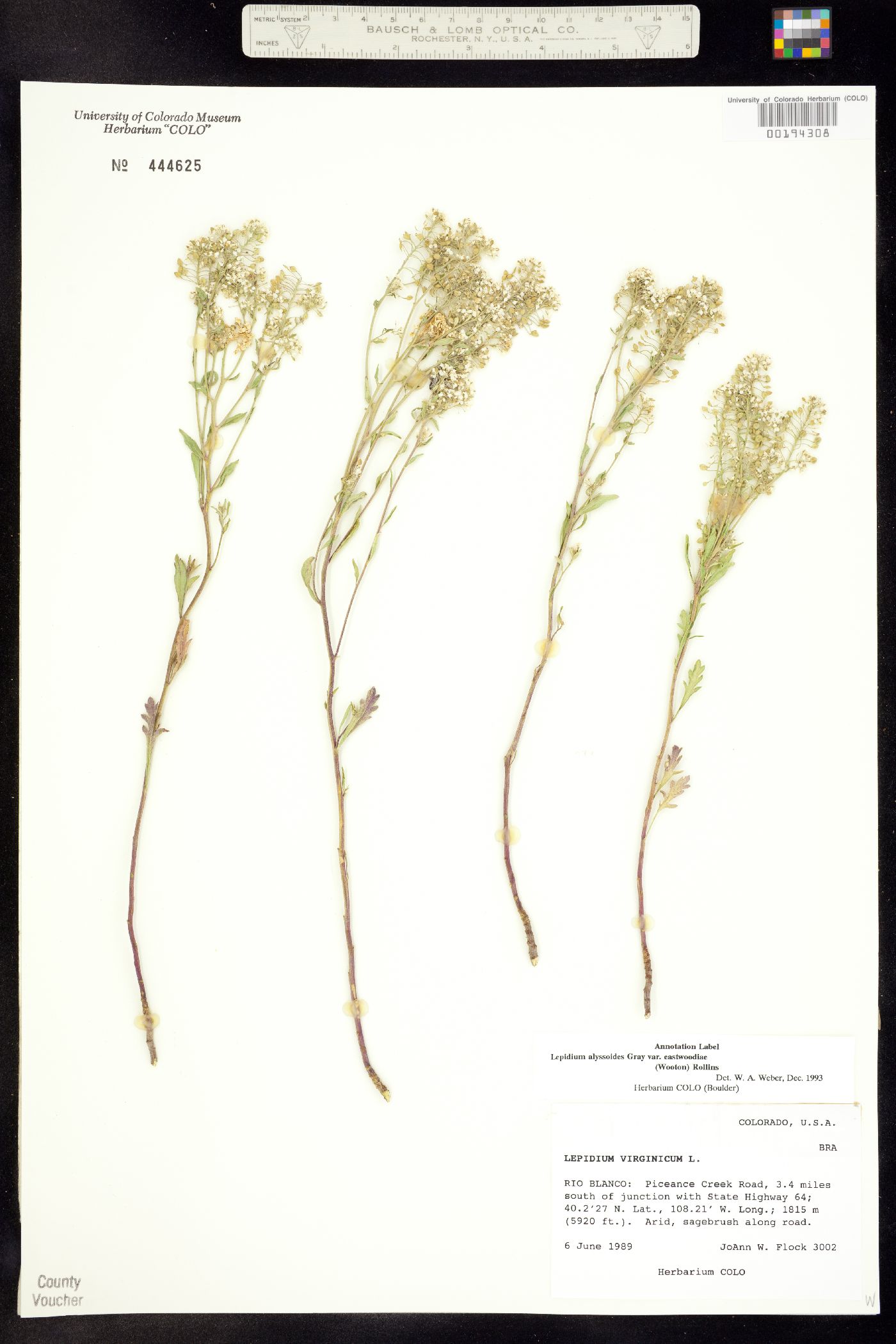 Lepidium eastwoodiae image