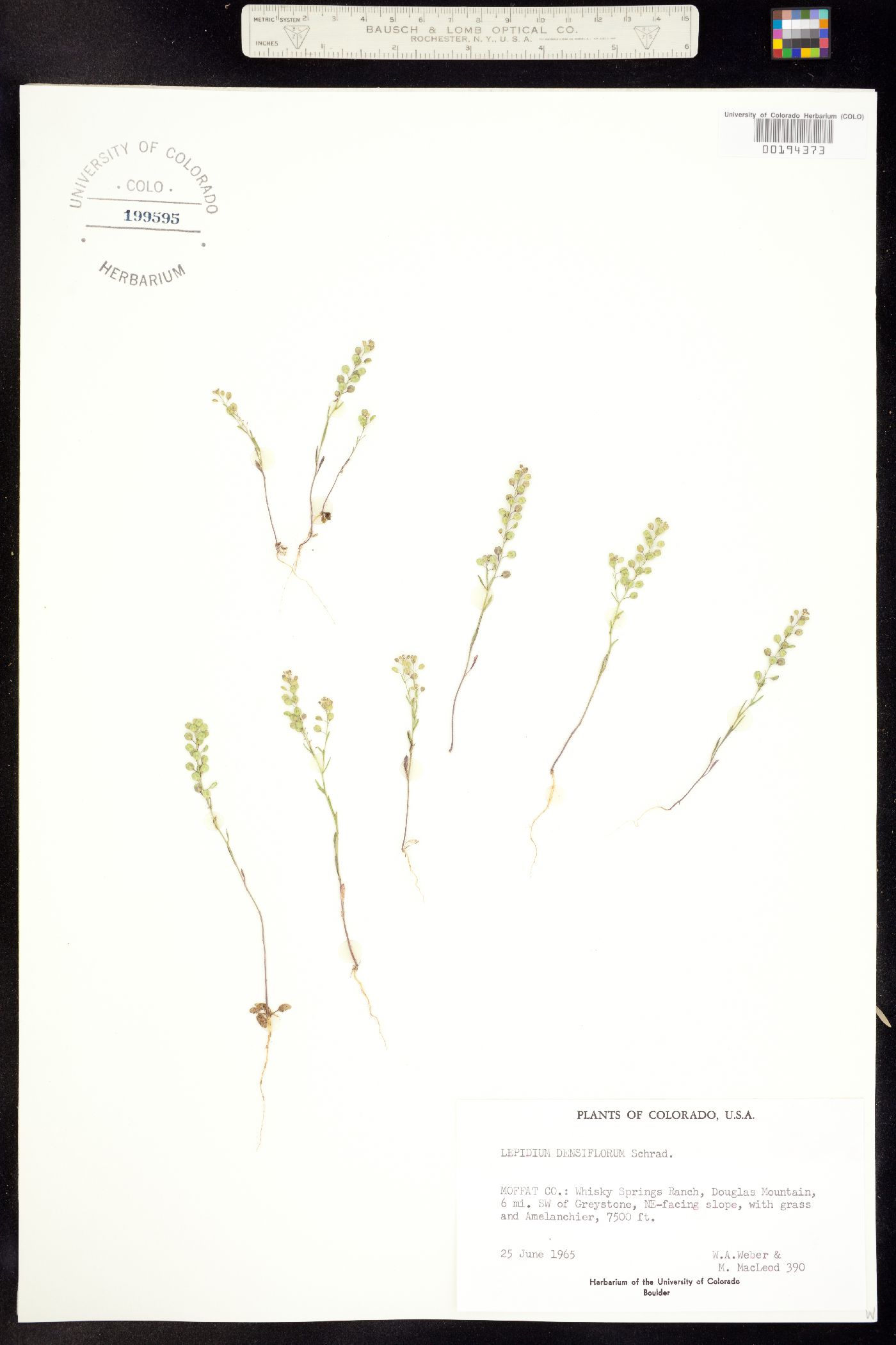 Lepidium densiflorum image