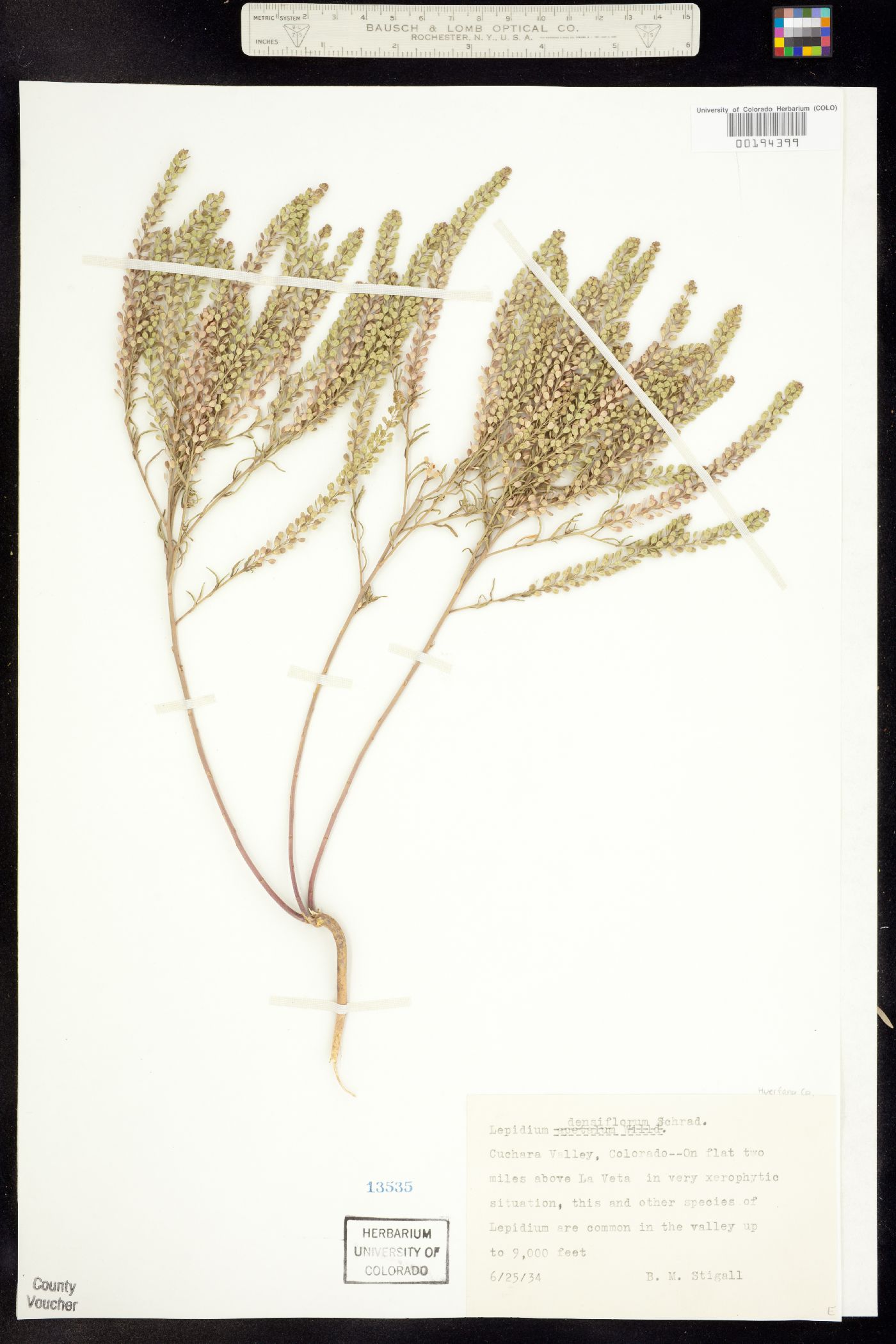 Lepidium densiflorum image