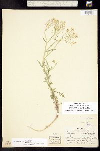 Lepidium alyssoides var. eastwoodiae image