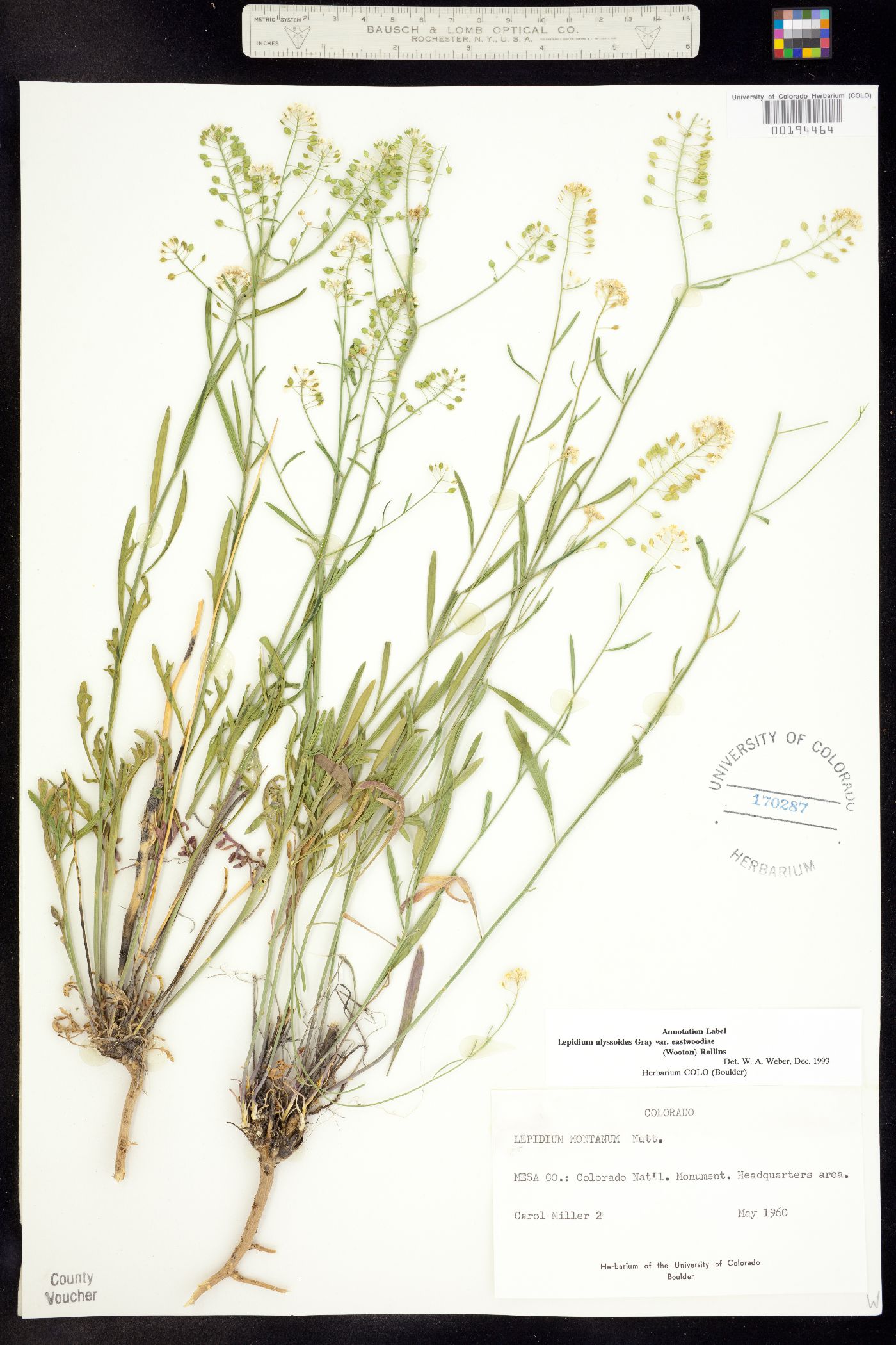 Lepidium alyssoides image