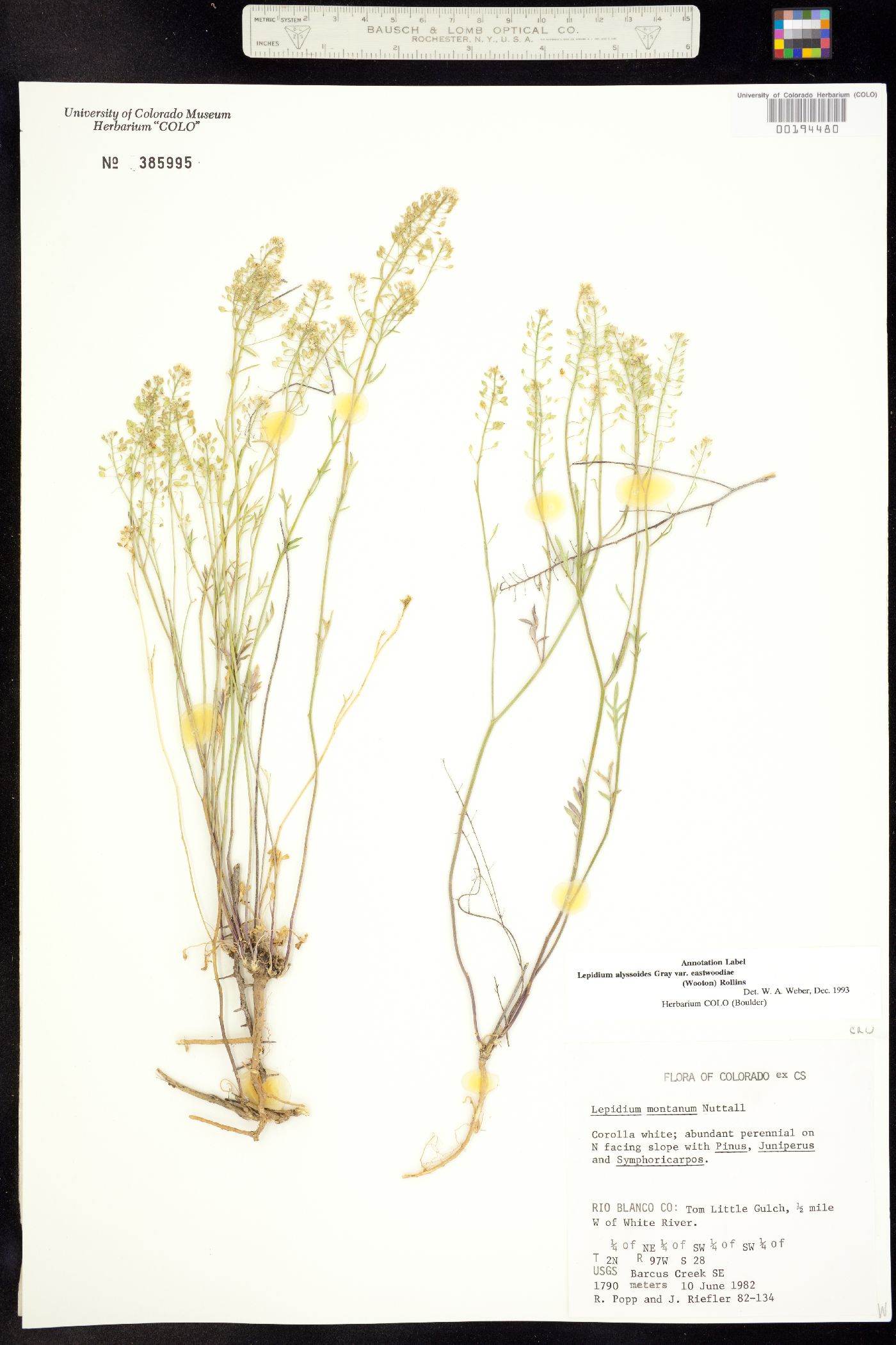 Lepidium eastwoodiae image