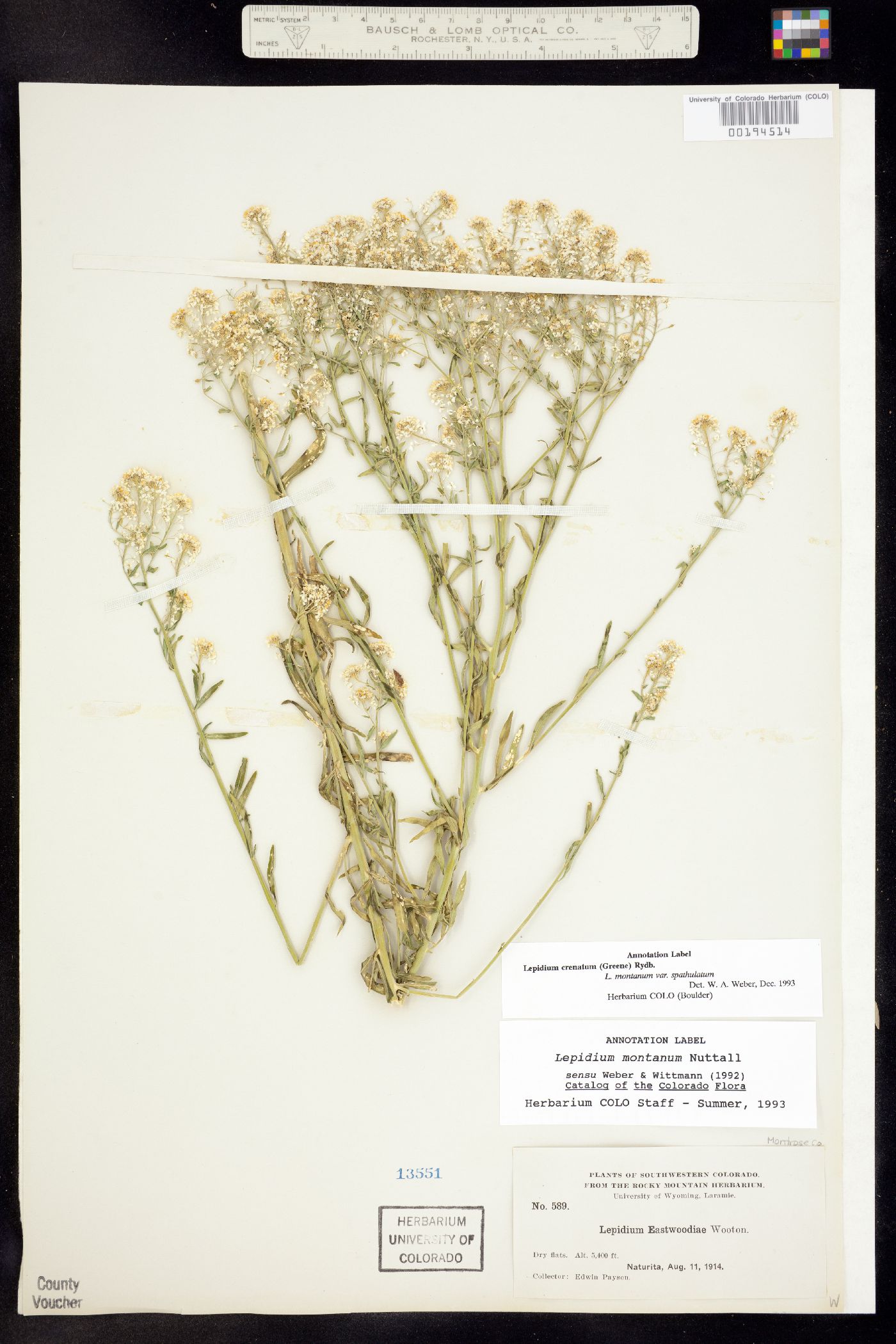 Lepidium crenatum image