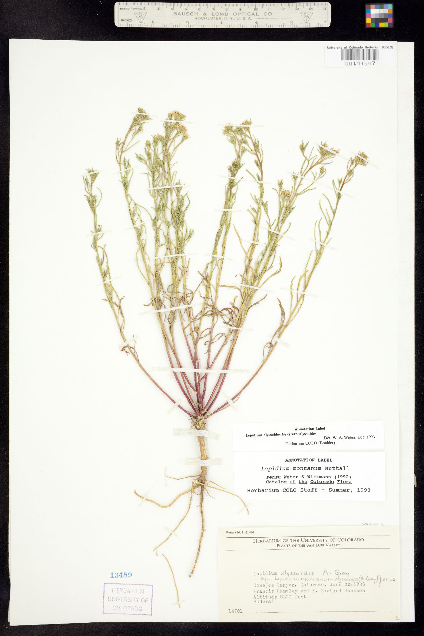 Lepidium alyssoides var. alyssoides image