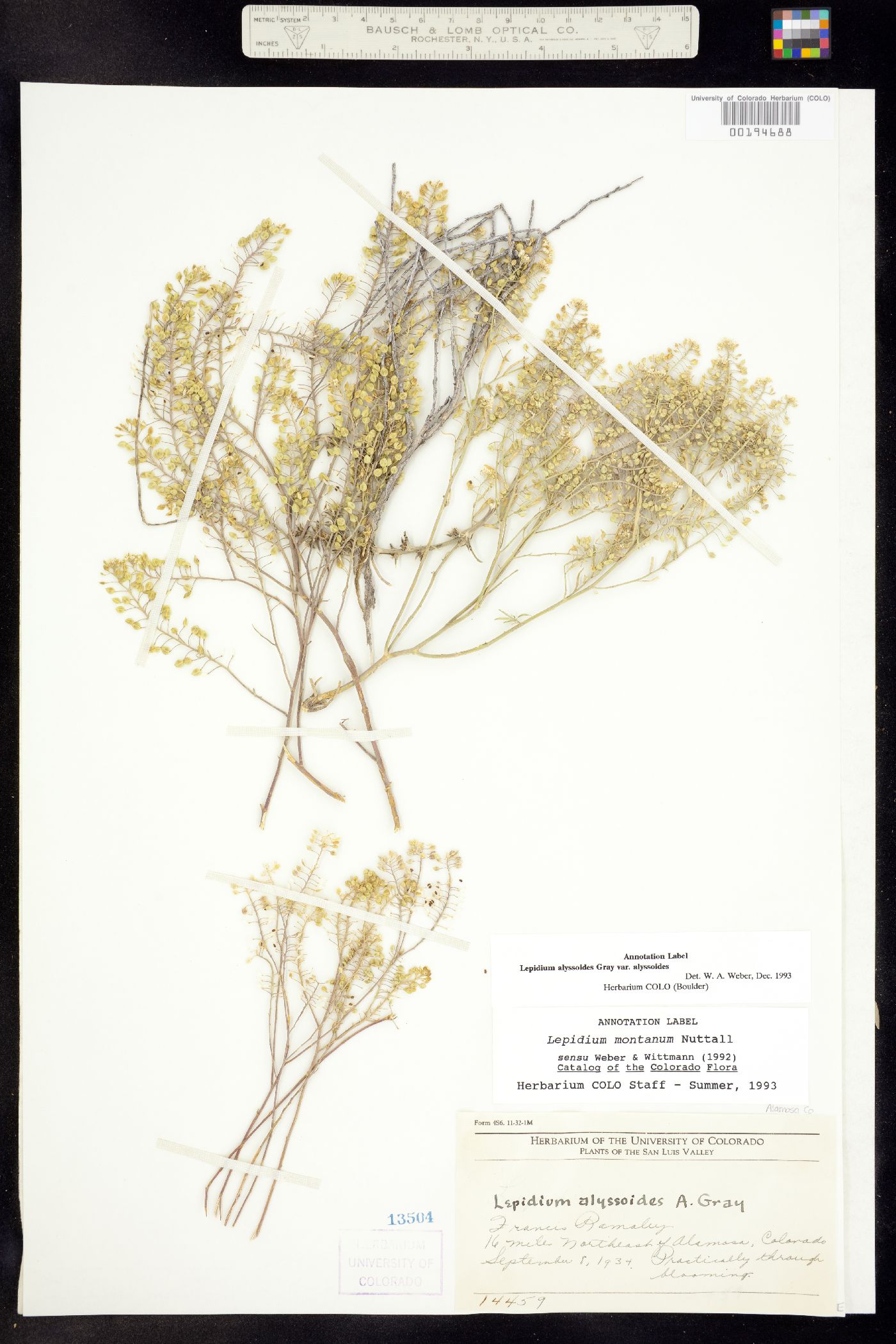 Lepidium alyssoides var. alyssoides image