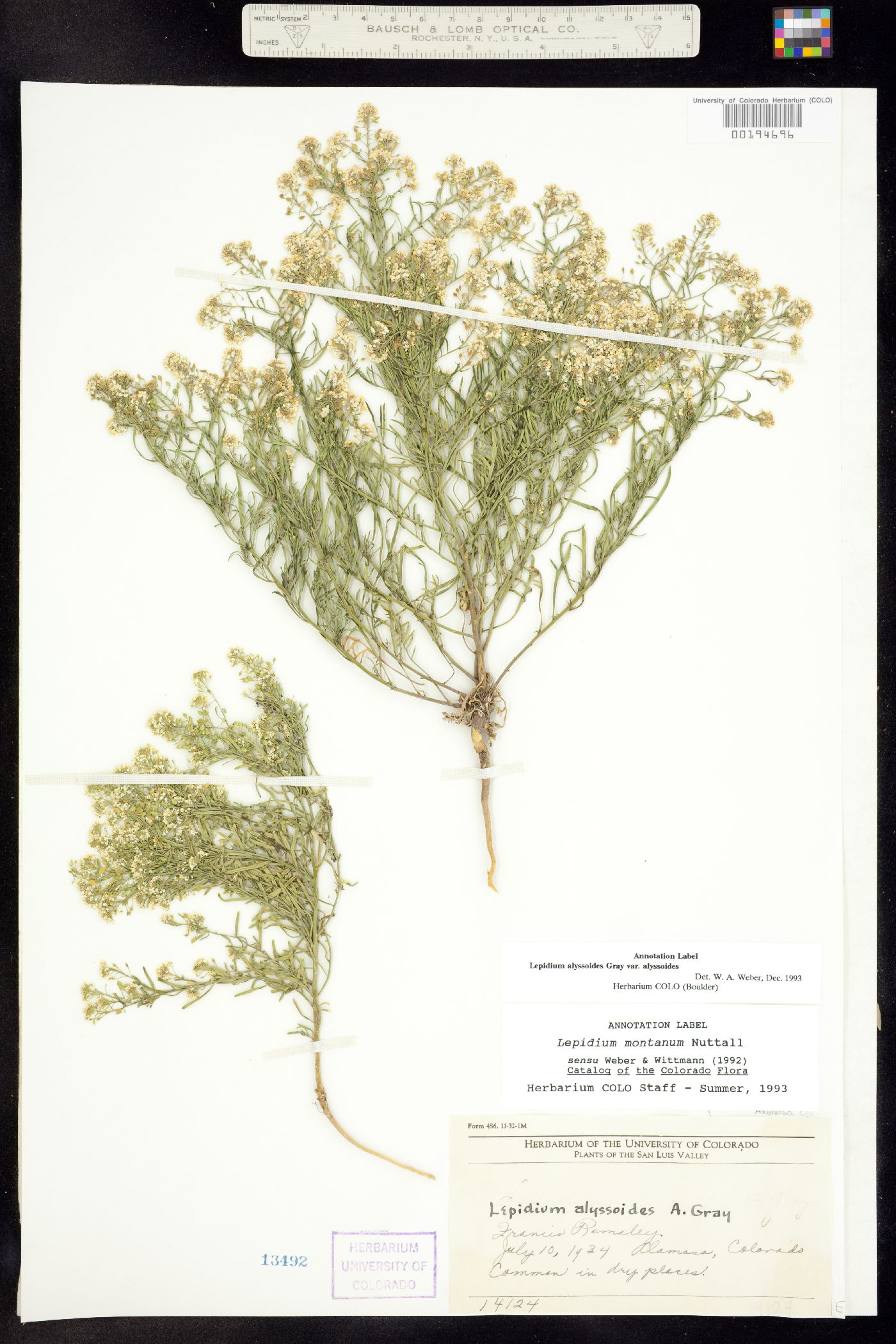 Lepidium image