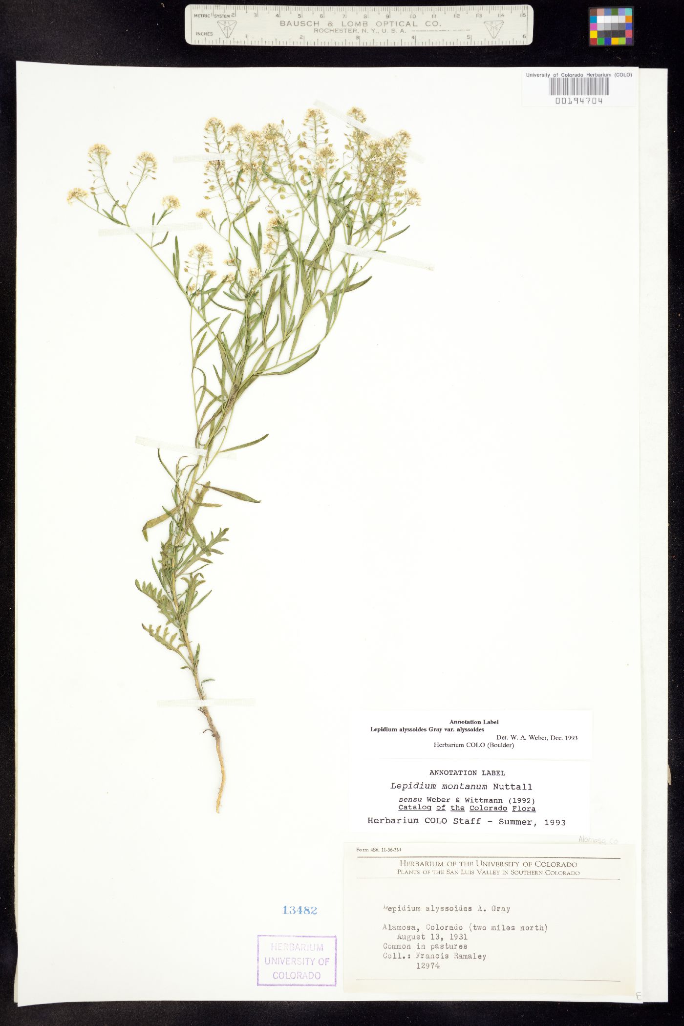 Lepidium alyssoides var. alyssoides image