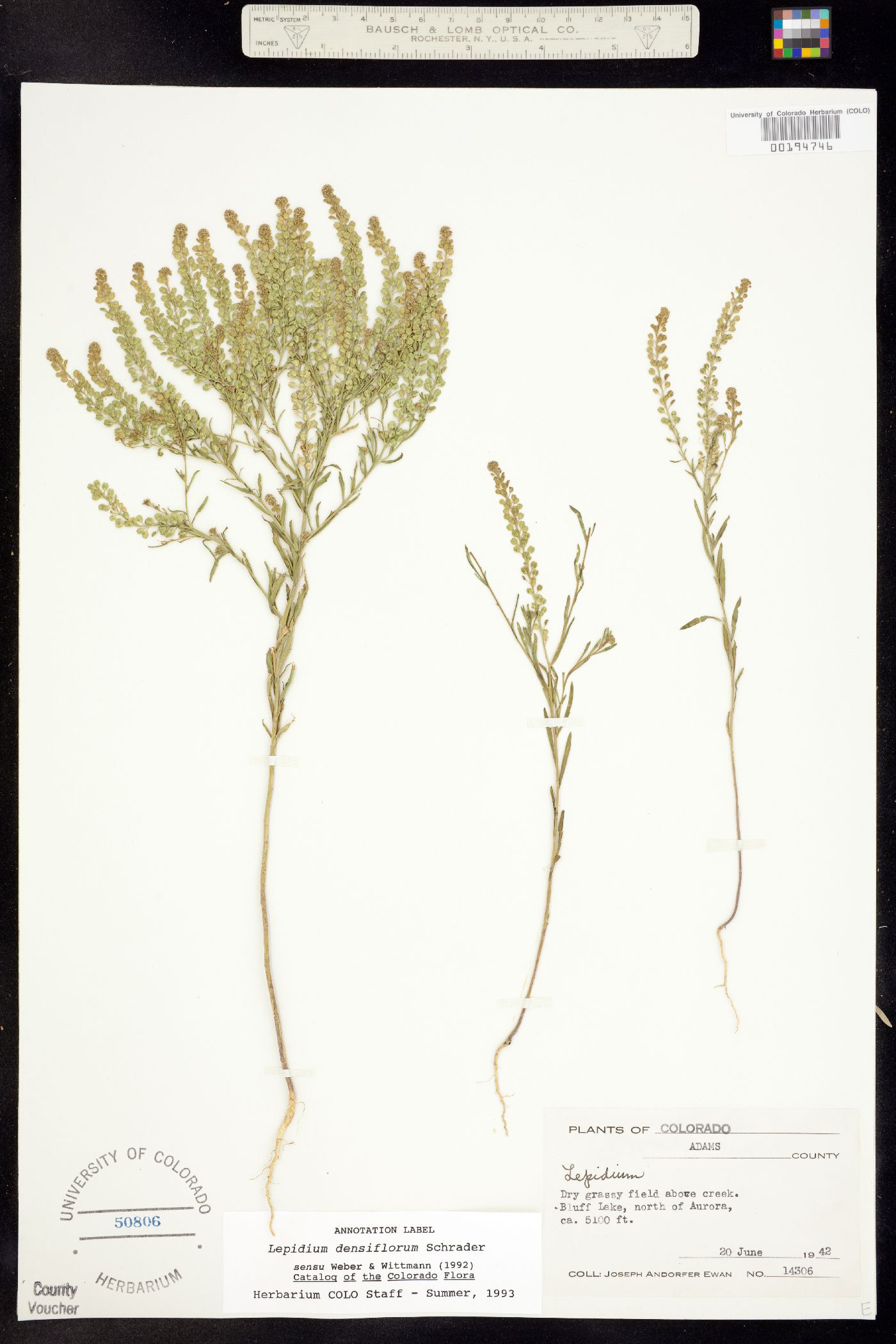 Lepidium image