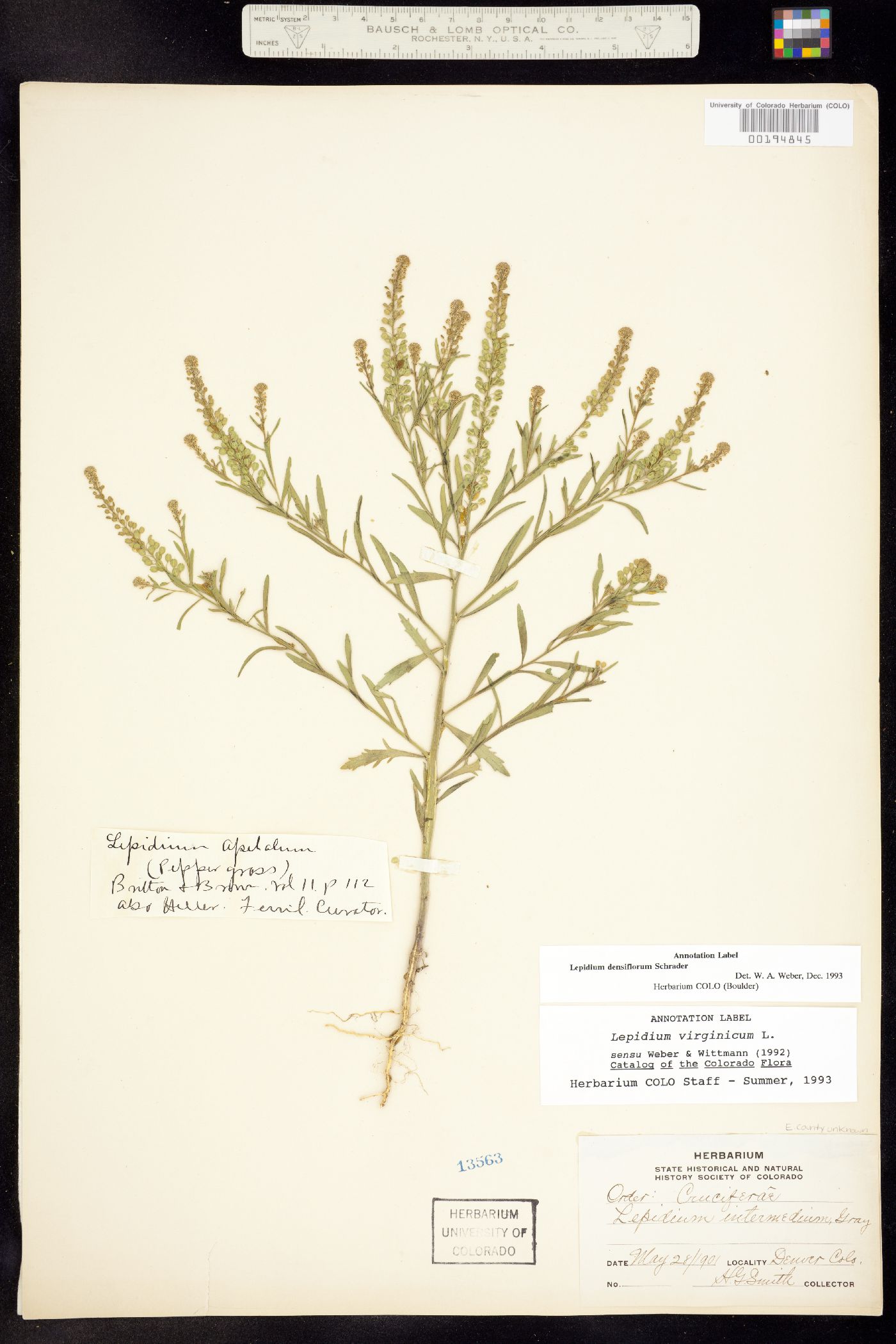 Lepidium densiflorum image