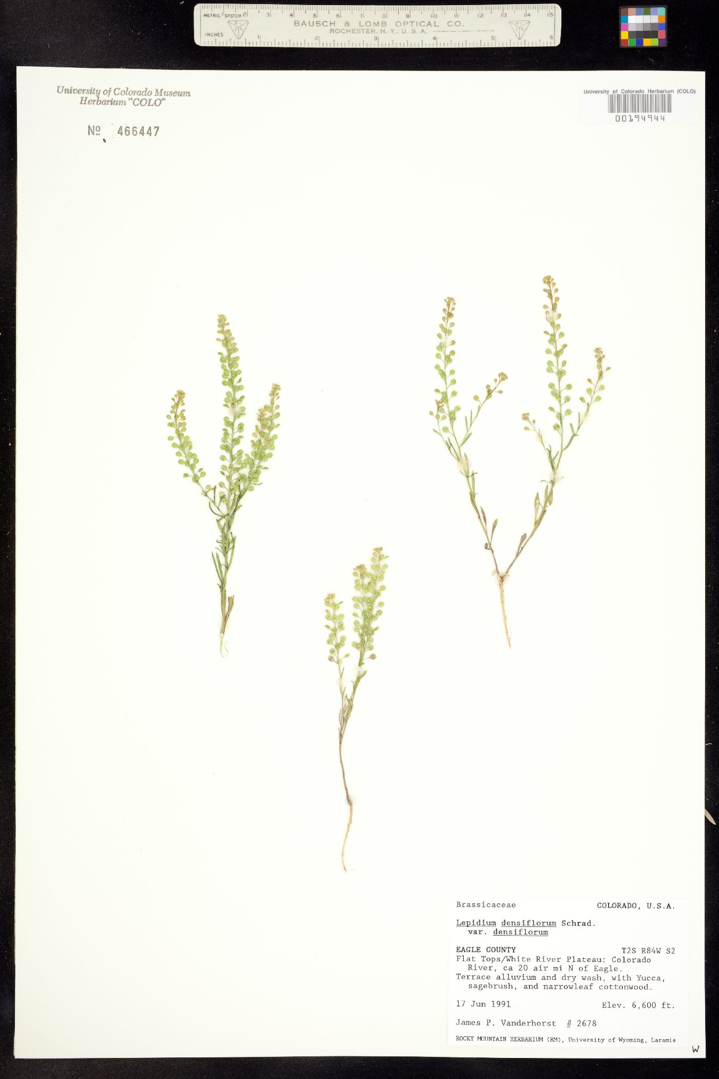 Lepidium densiflorum image