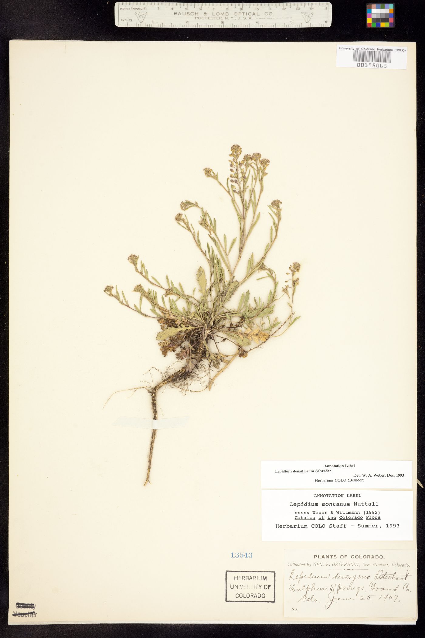 Lepidium densiflorum image