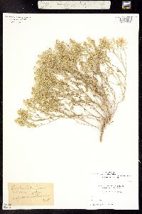 Lepidium montanum var. coloradense image