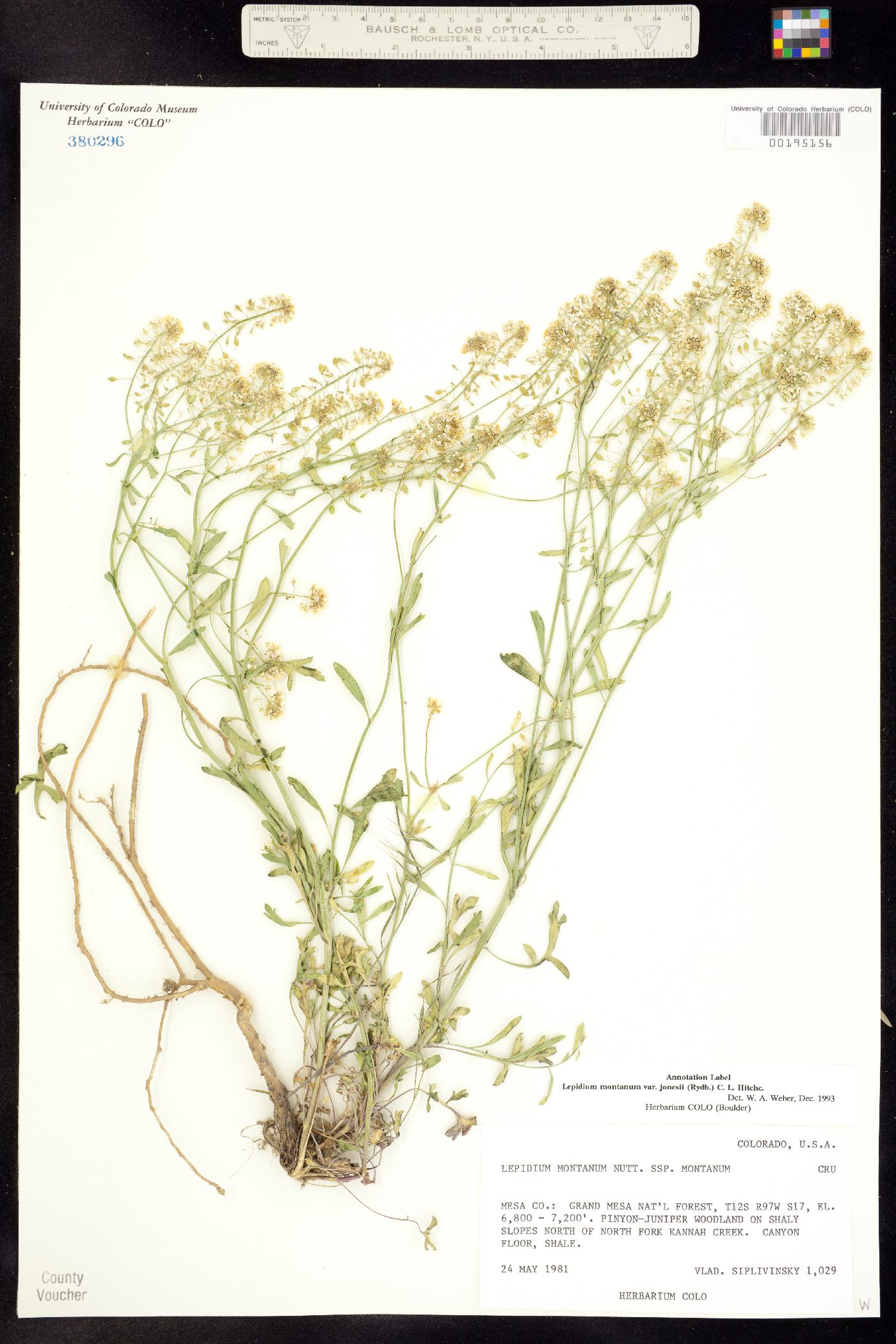 Lepidium montanum image