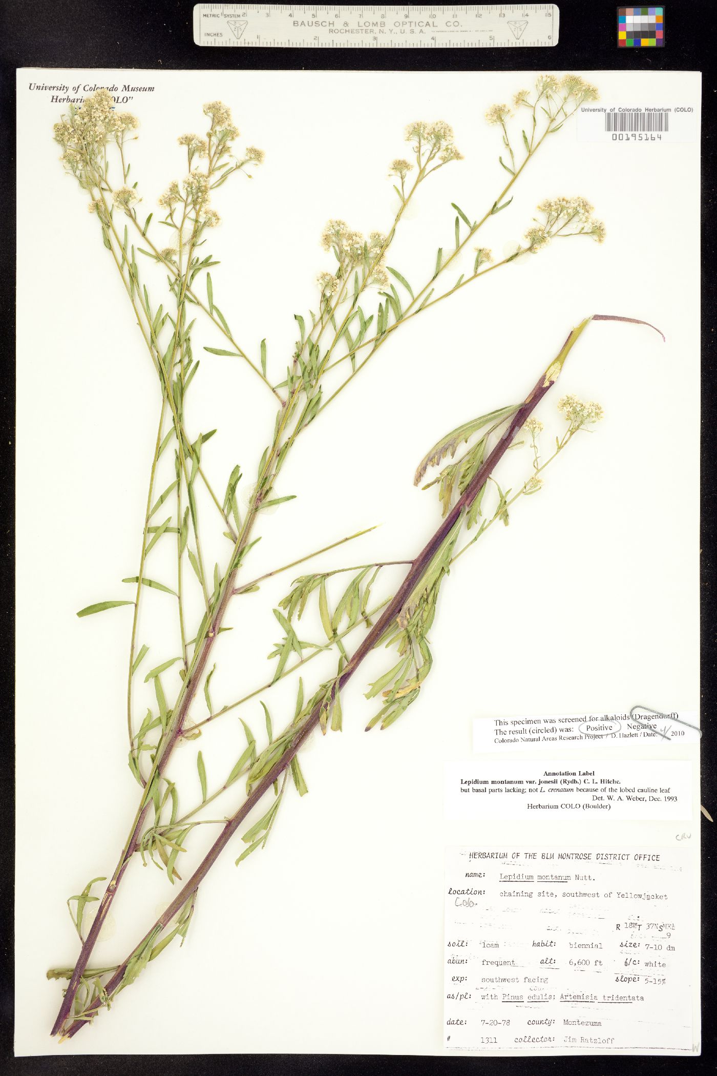 Lepidium montanum image