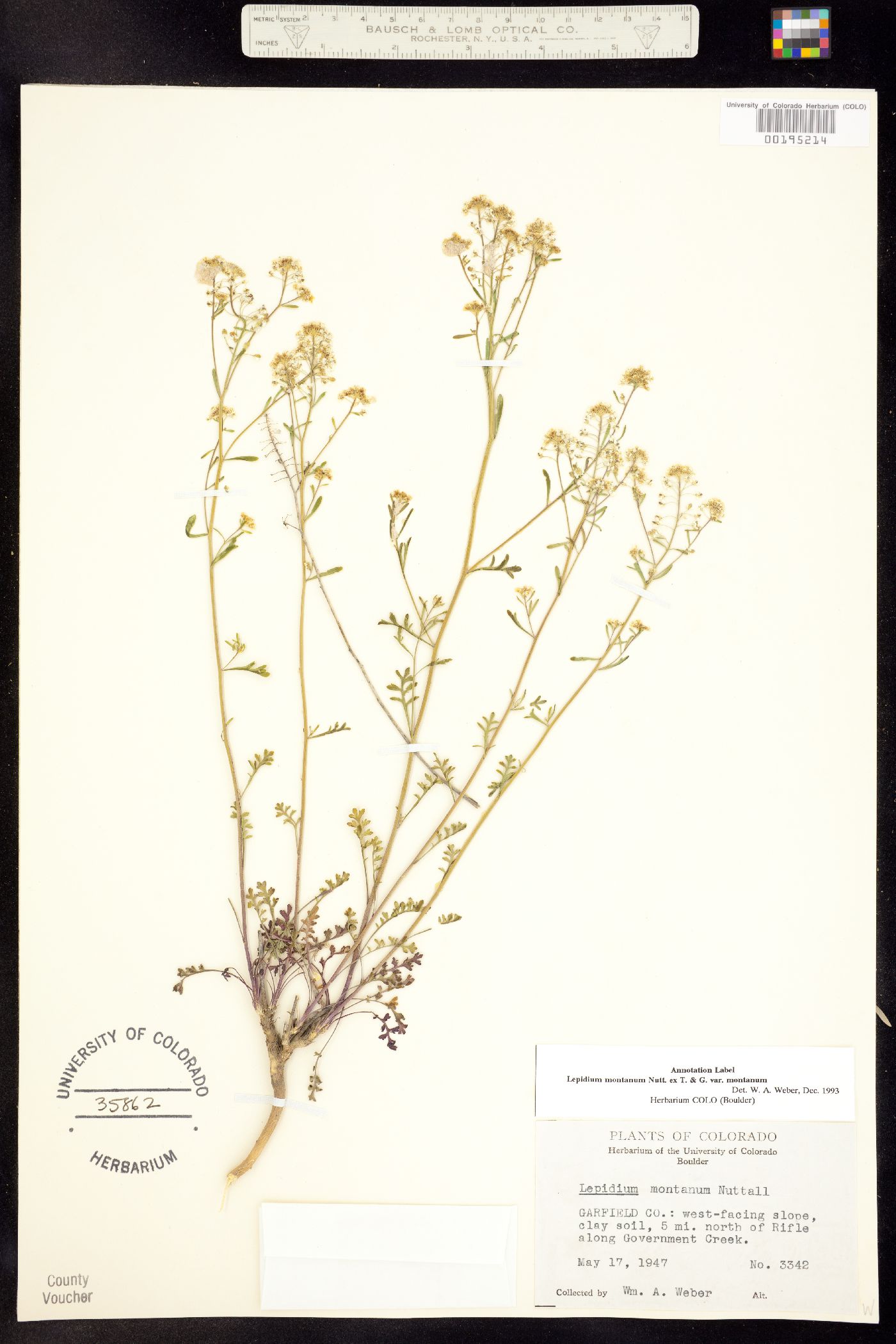 Lepidium montanum subsp. montanum image