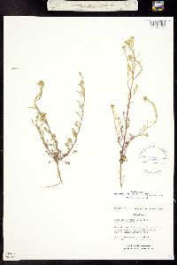 Lepidium montanum ssp. montanum image