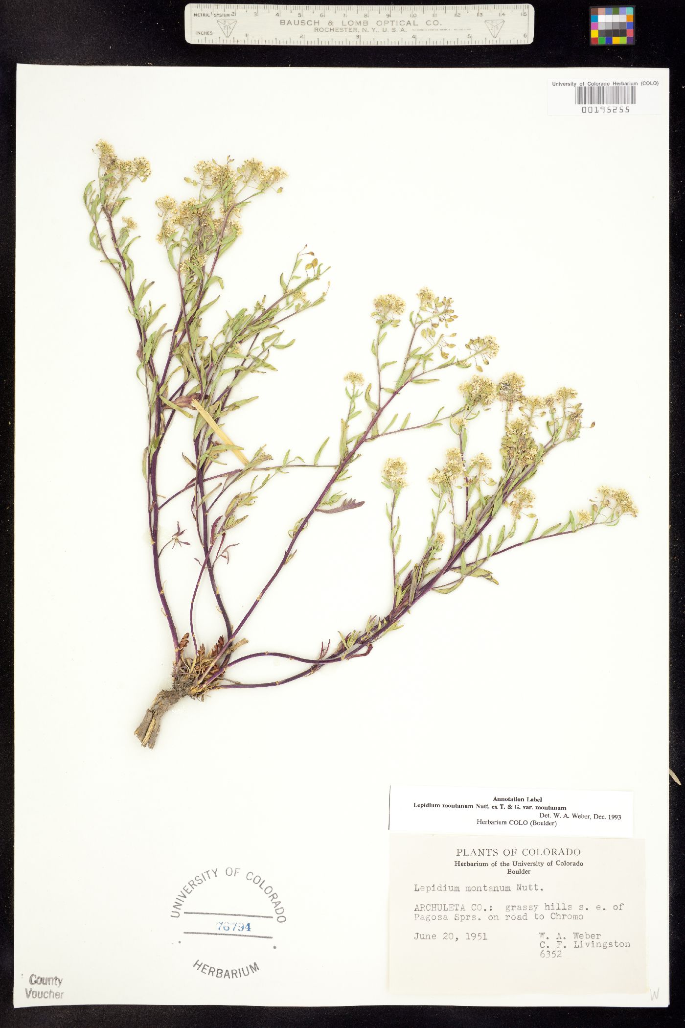 Lepidium montanum ssp. montanum image