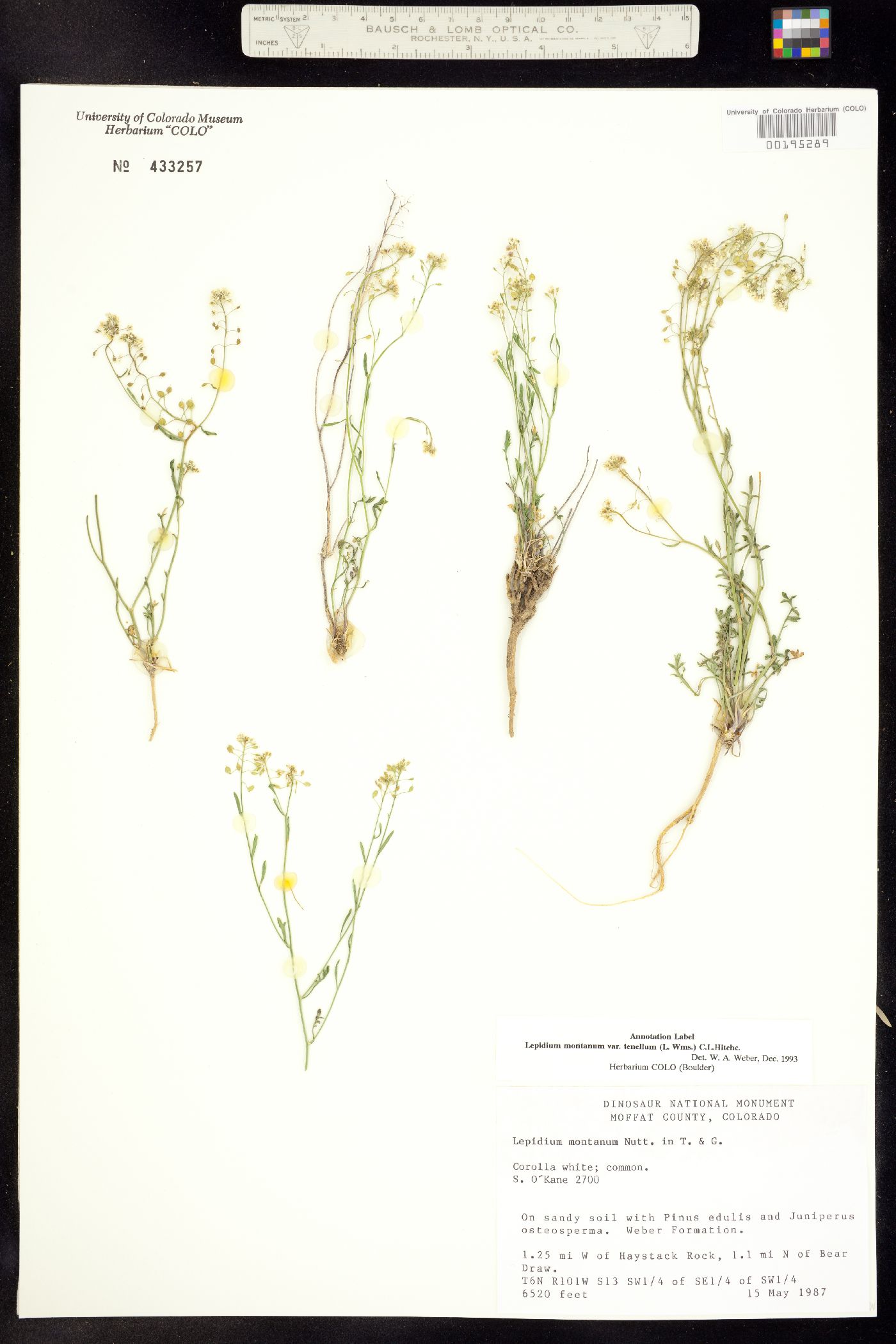 Lepidium montanum image