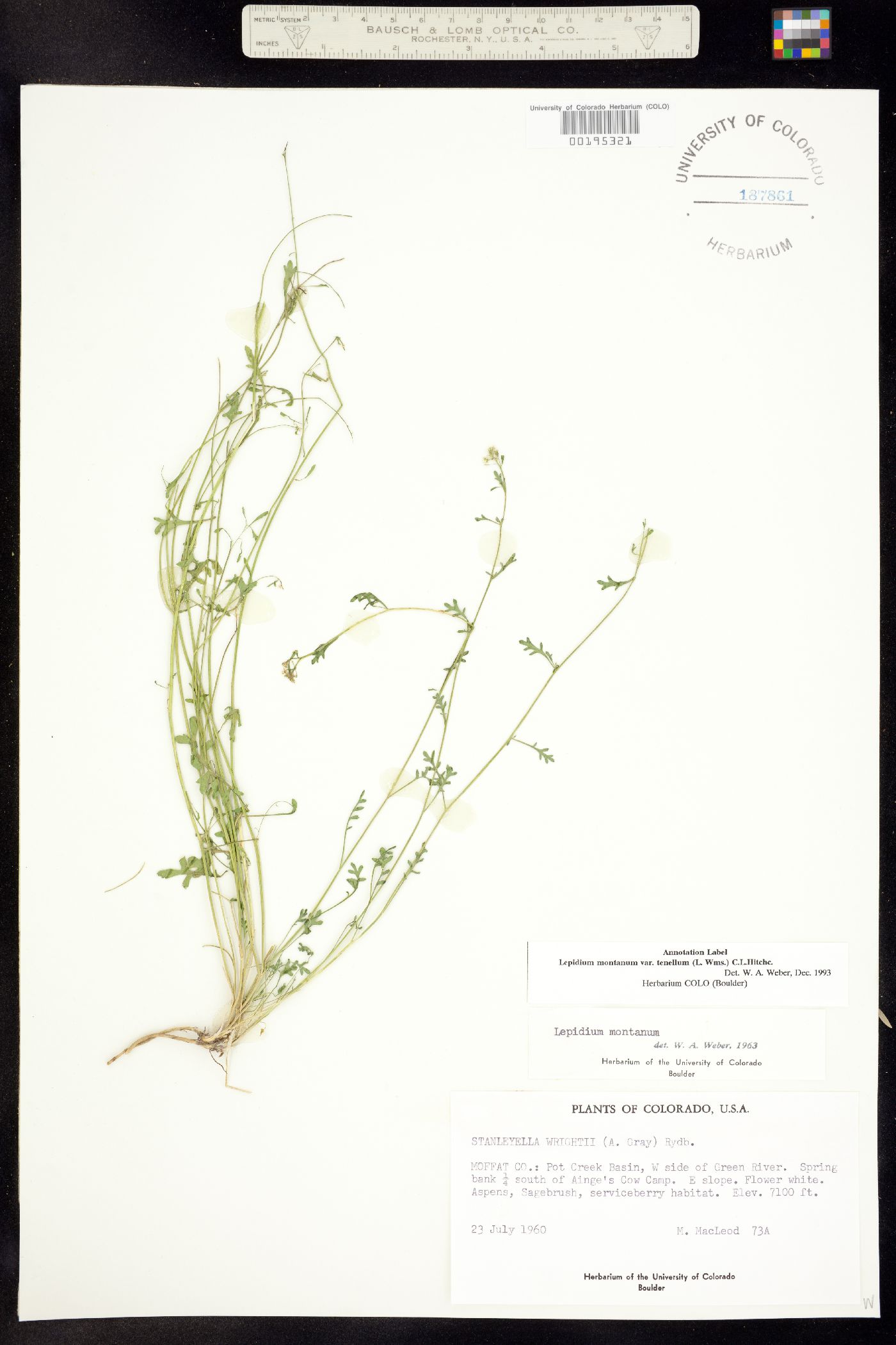 Lepidium montanum image