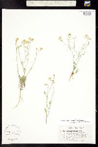 Lepidium montanum var. tenellum image