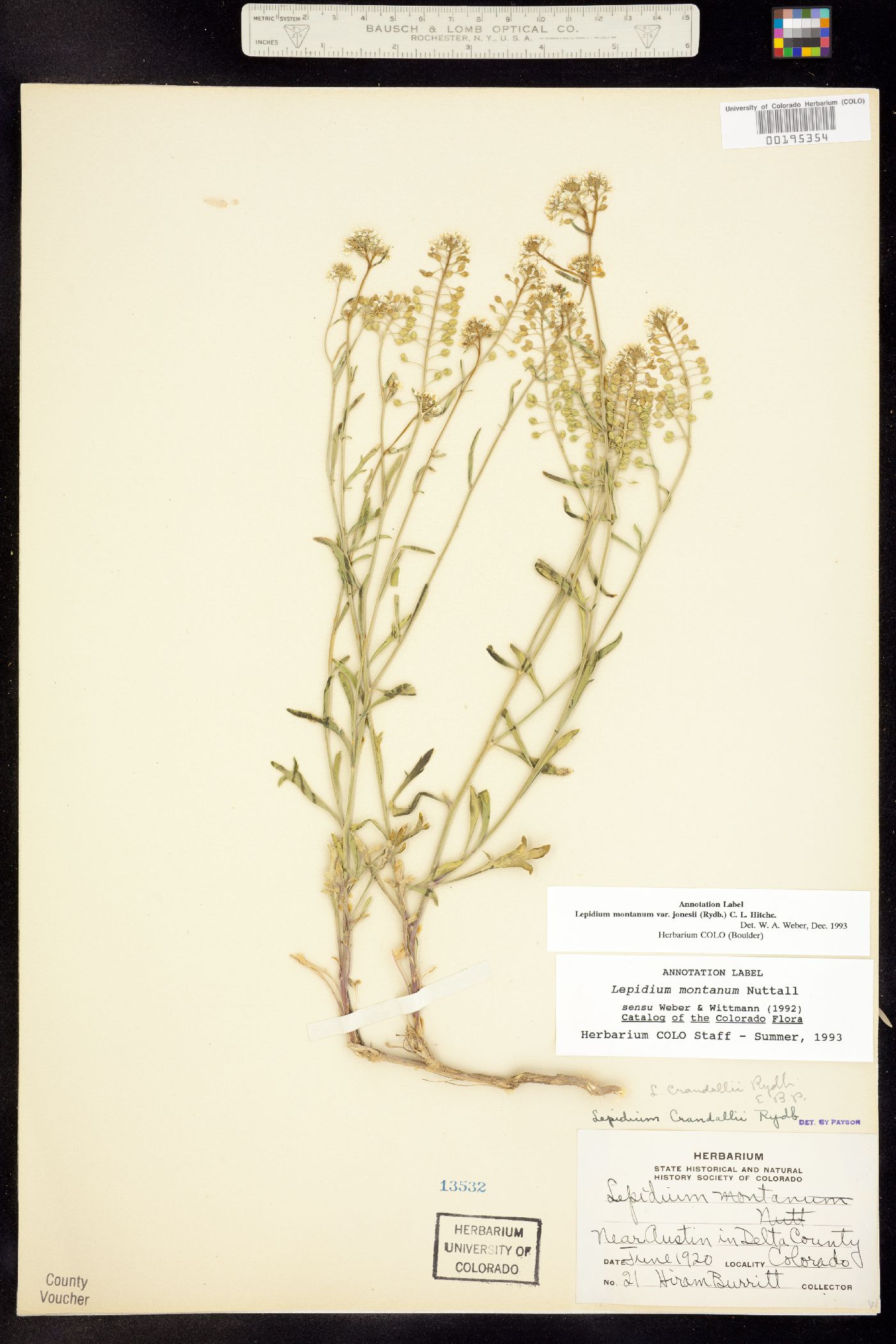 Lepidium image
