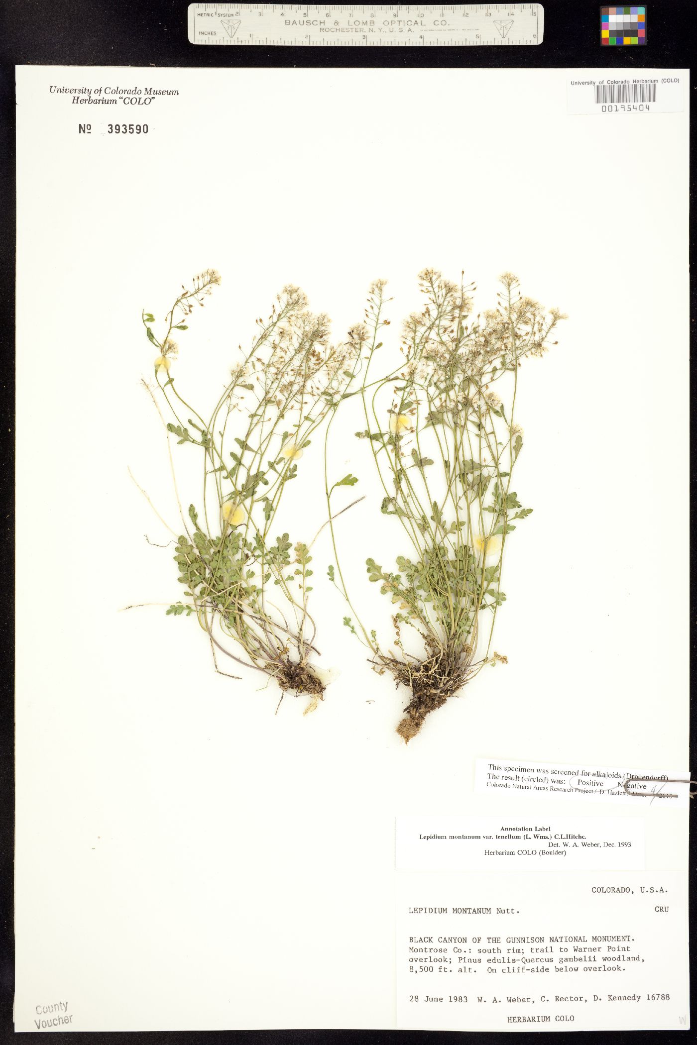 Lepidium montanum image