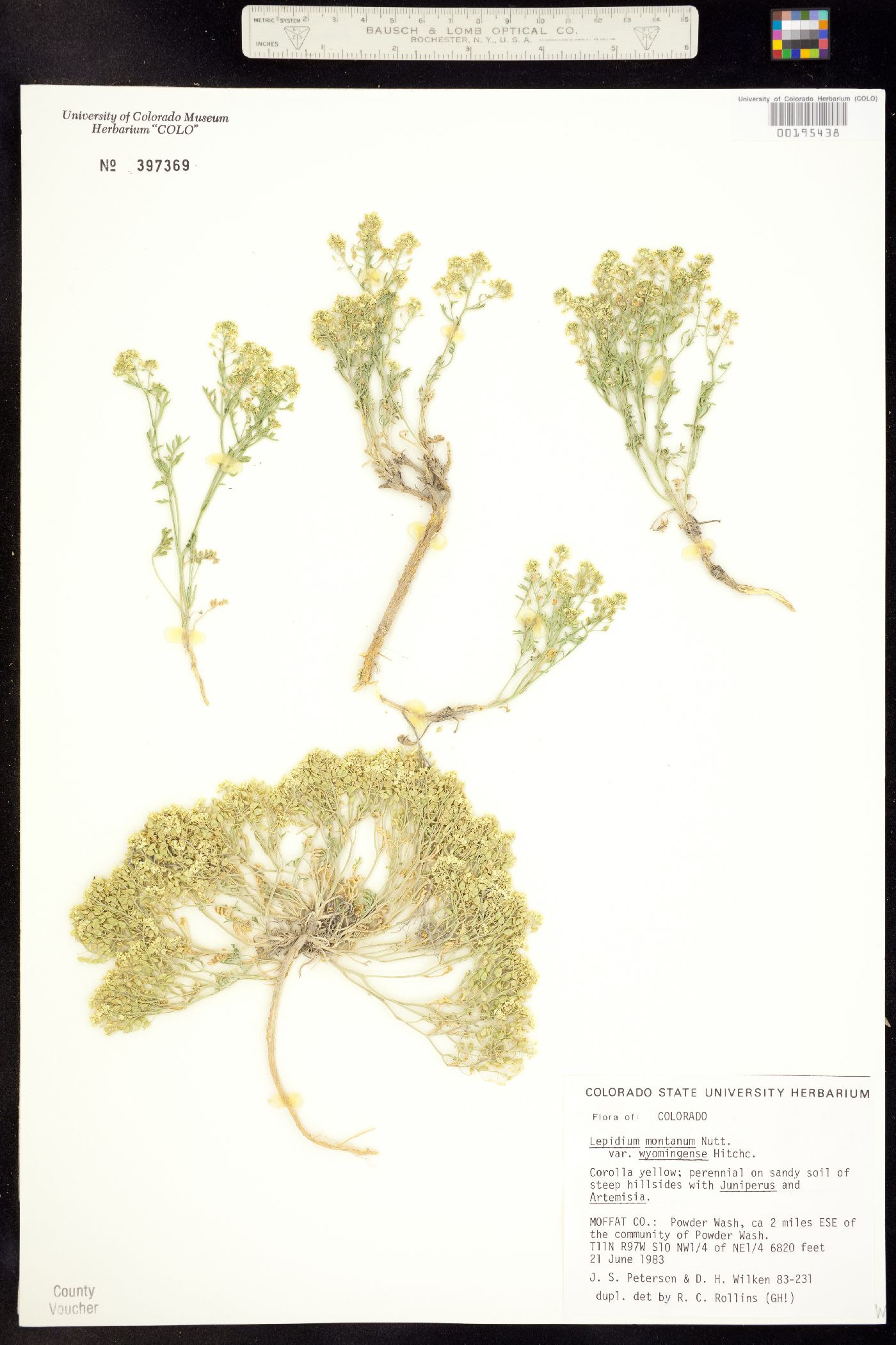 Lepidium montanum var. wyomingense image