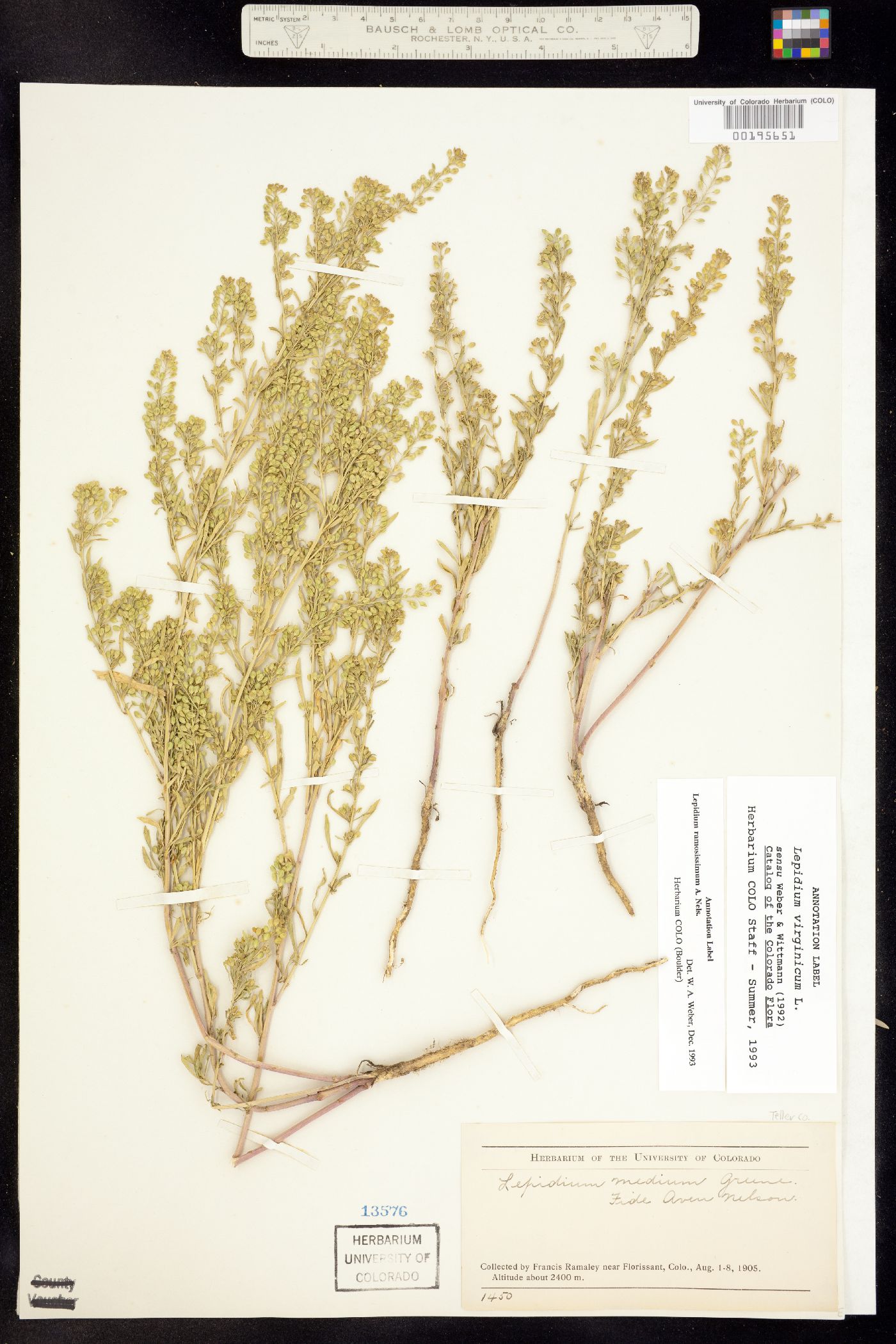 Lepidium ramosissimum image