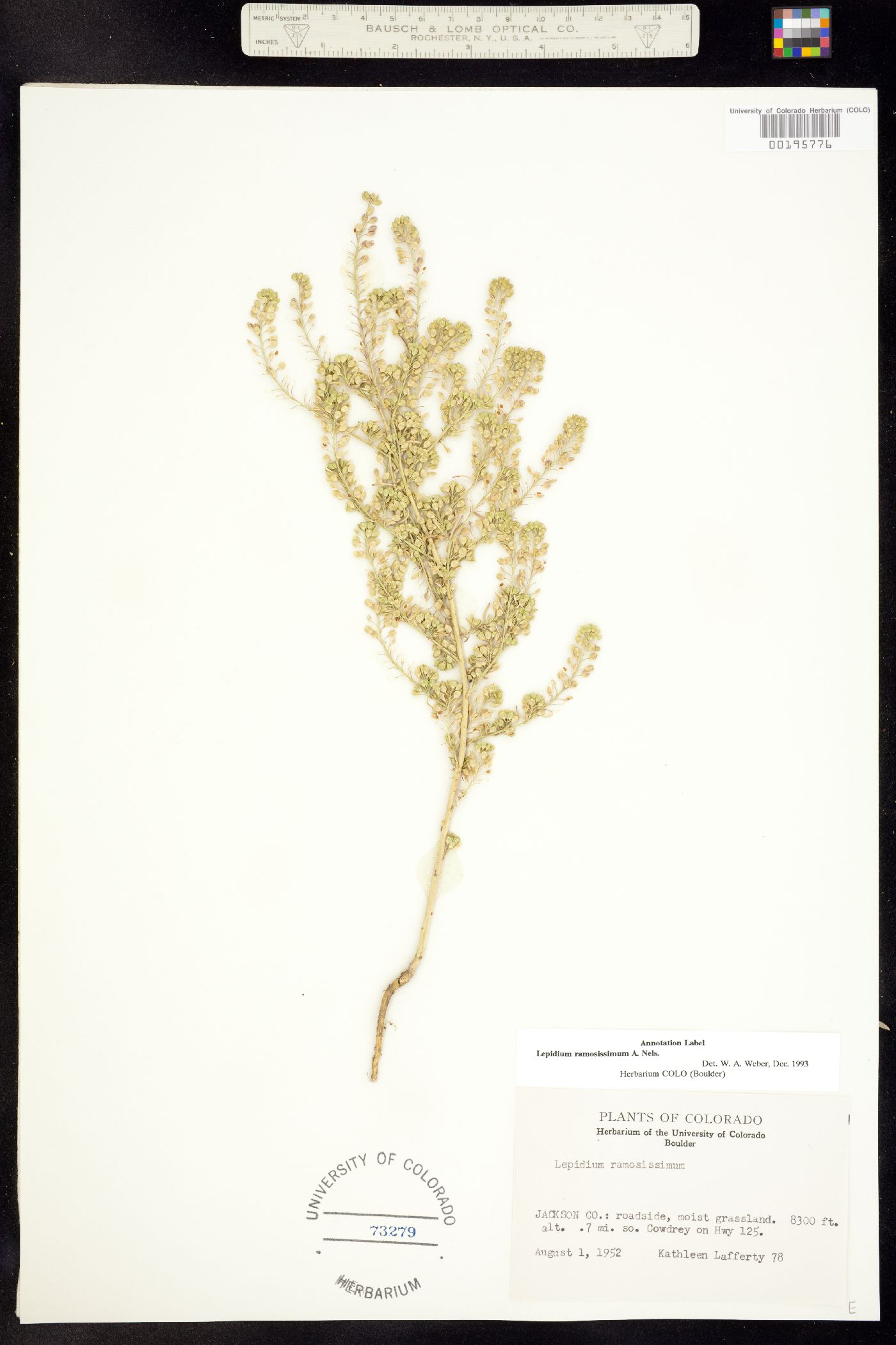 Lepidium ramosissimum image