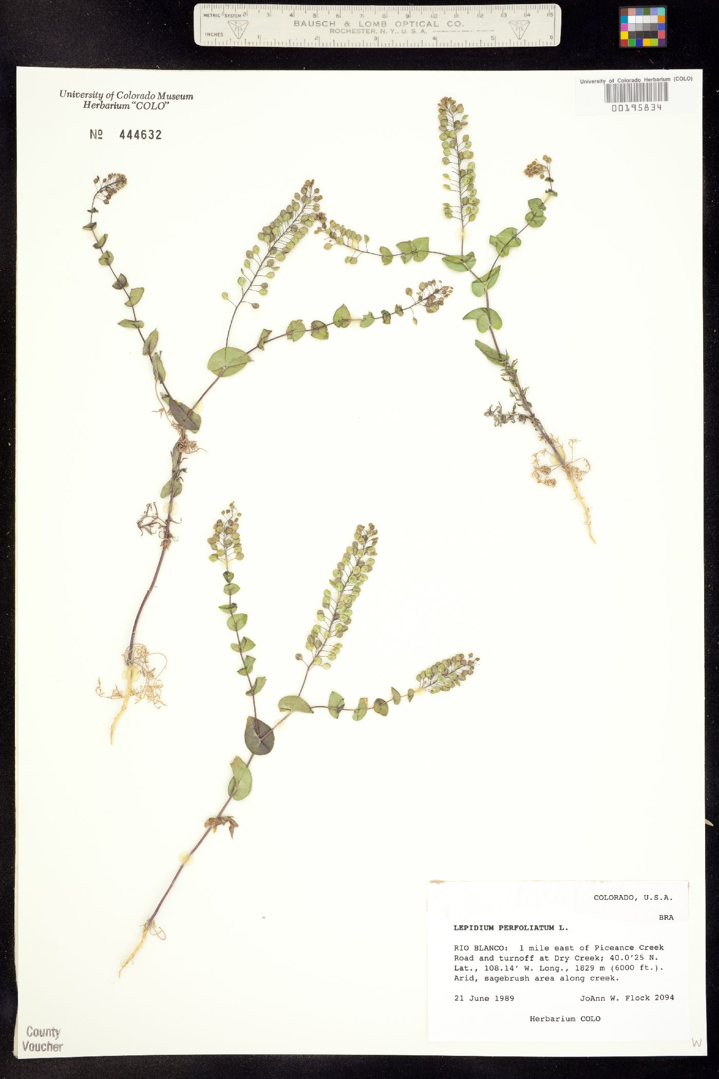 Lepidium perfoliatum image