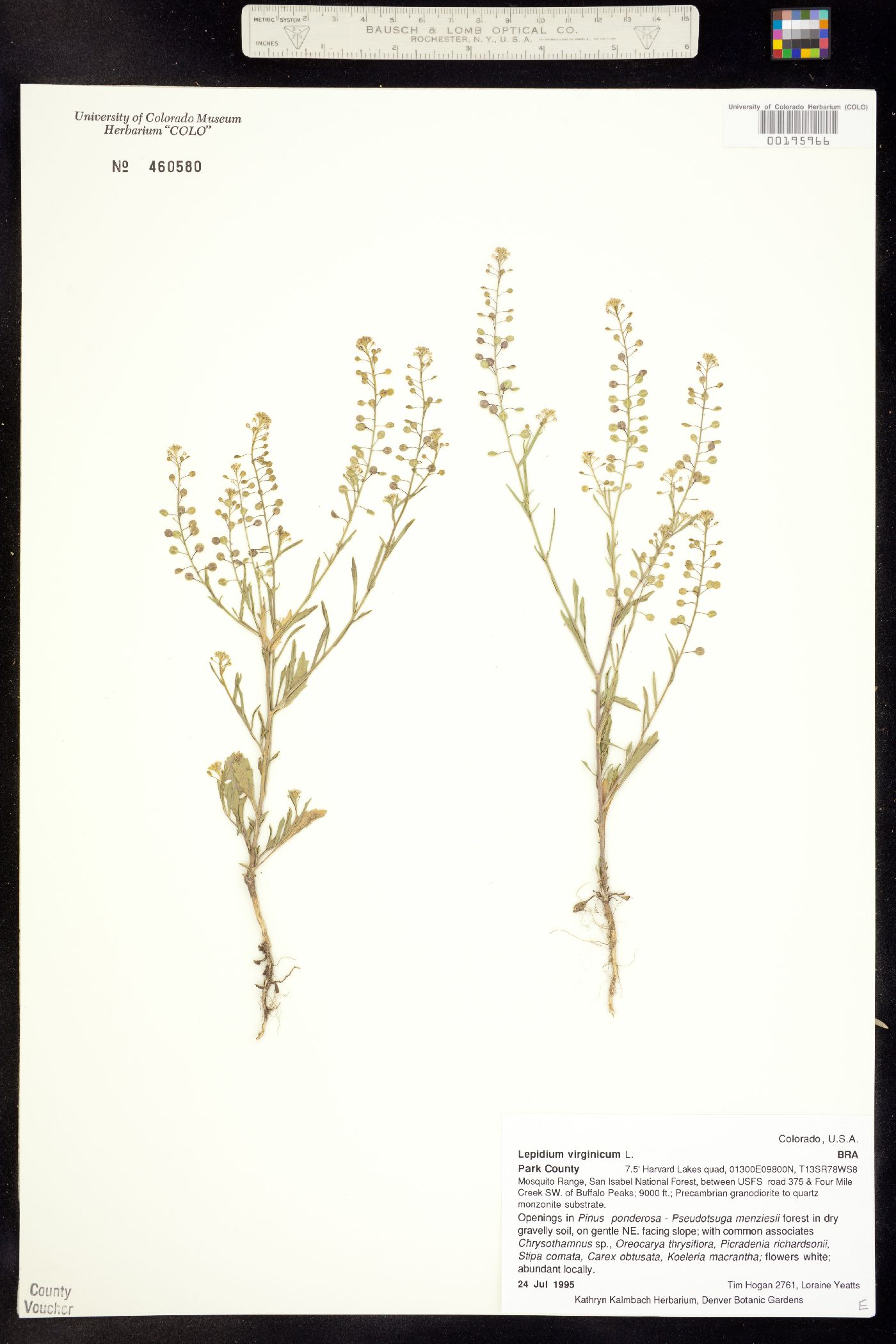 Lepidium virginicum ssp. virginicum image