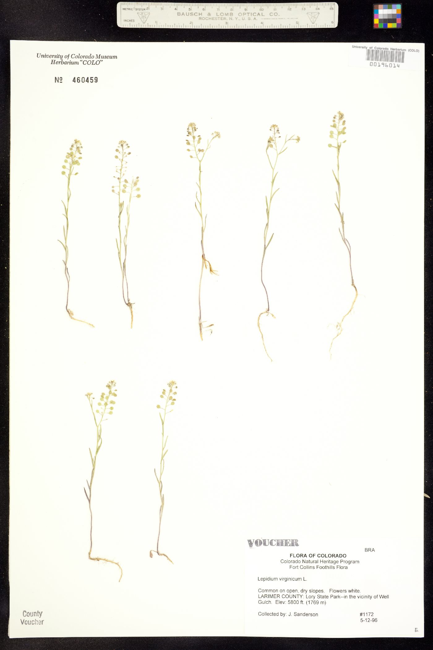 Lepidium virginicum ssp. virginicum image