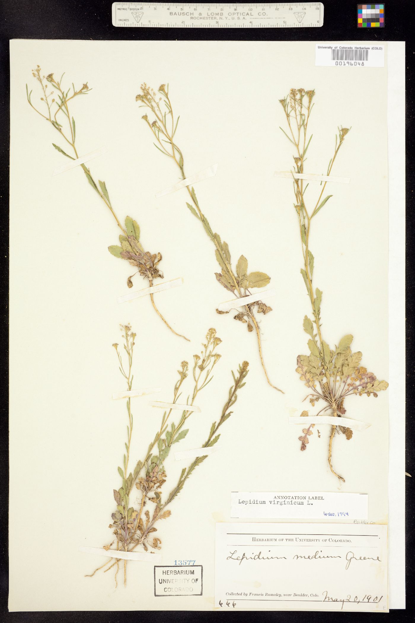 Lepidium virginicum ssp. virginicum image