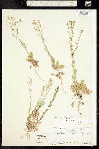 Lepidium virginicum ssp. virginicum image