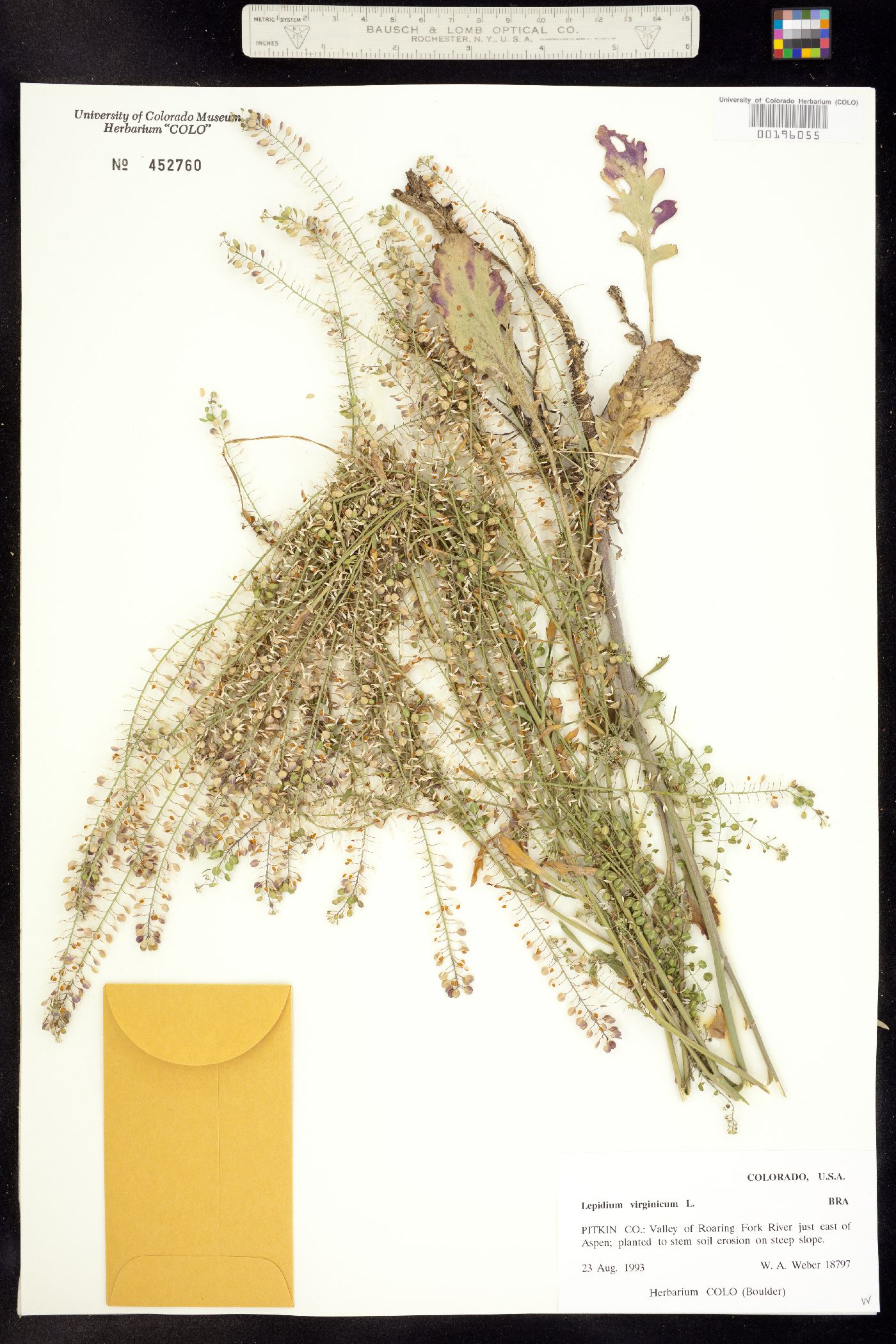 Lepidium virginicum image