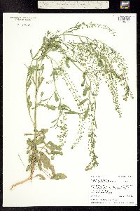 Lepidium virginicum ssp. virginicum image