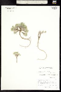 Physaria reediana image