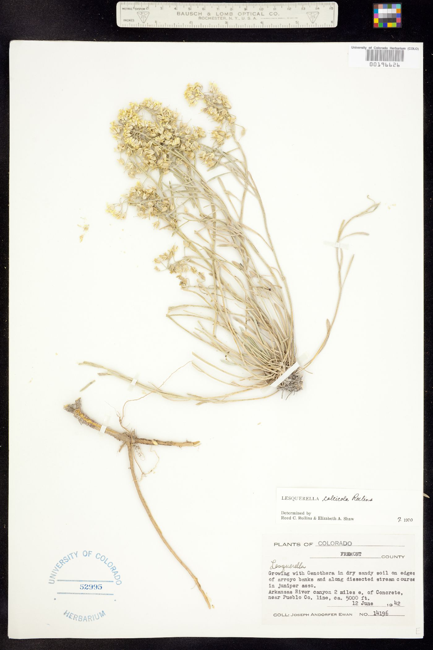 Physaria calcicola image